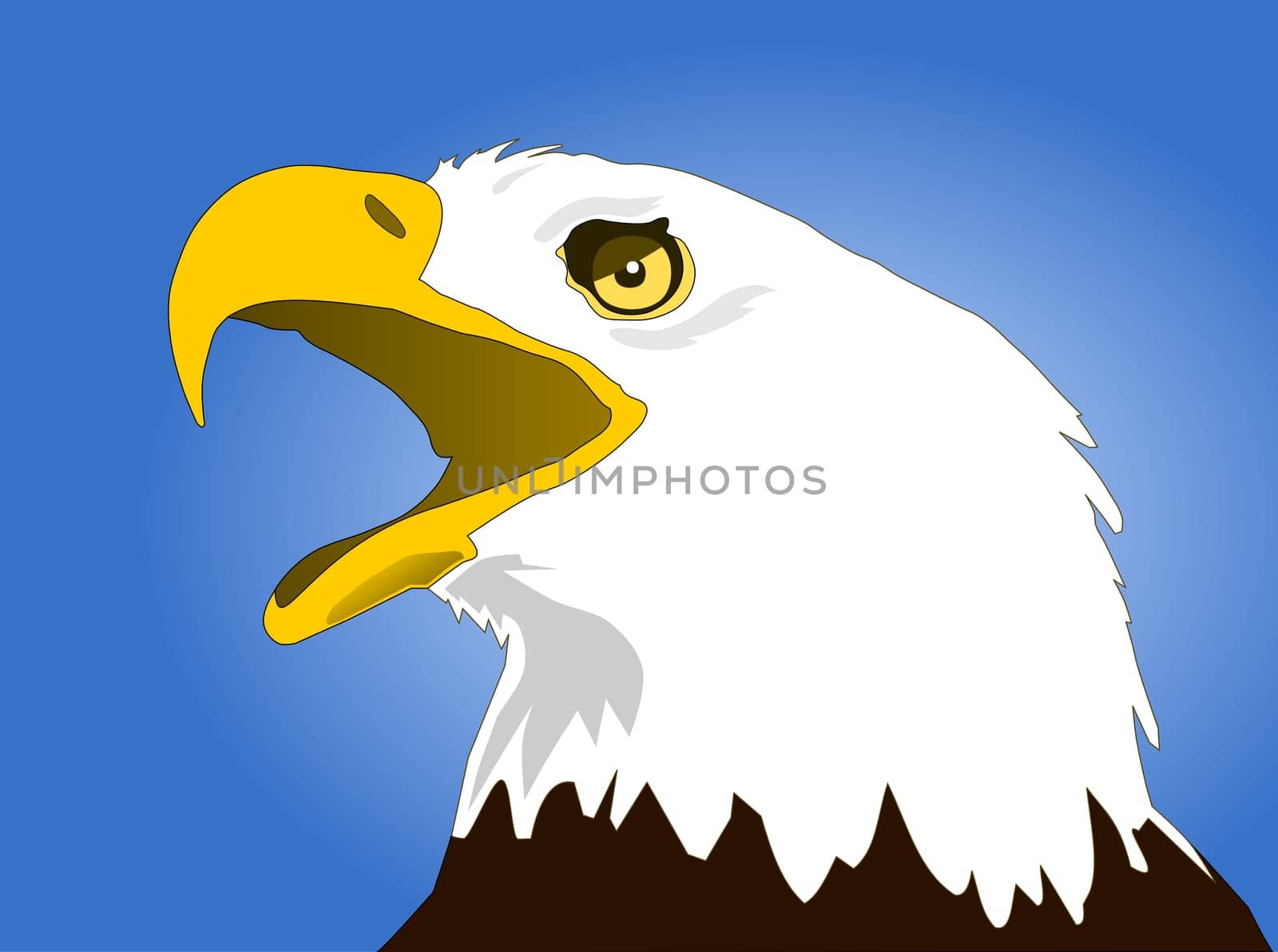 White-headed eagle