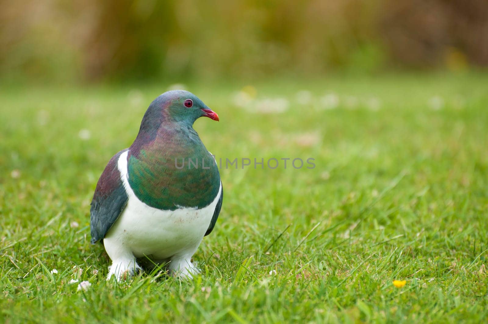 Maori Fruit Dove