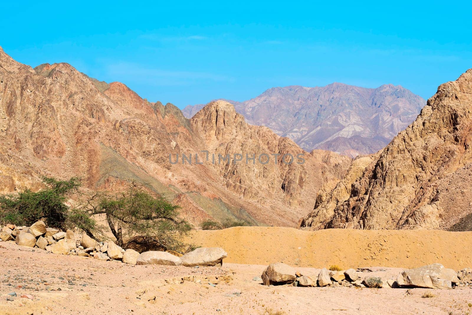 Acacia in the wadi