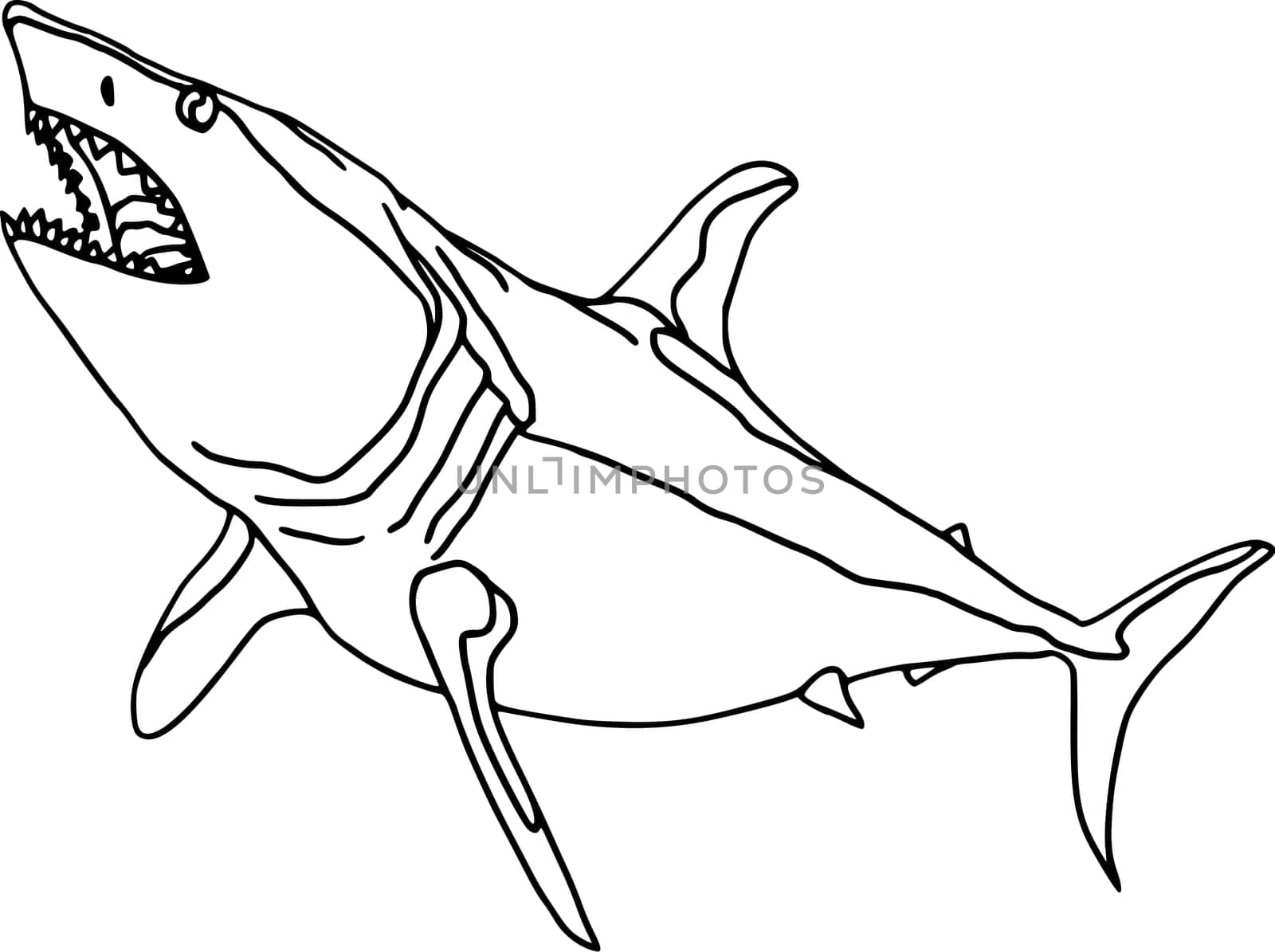 shark 2
