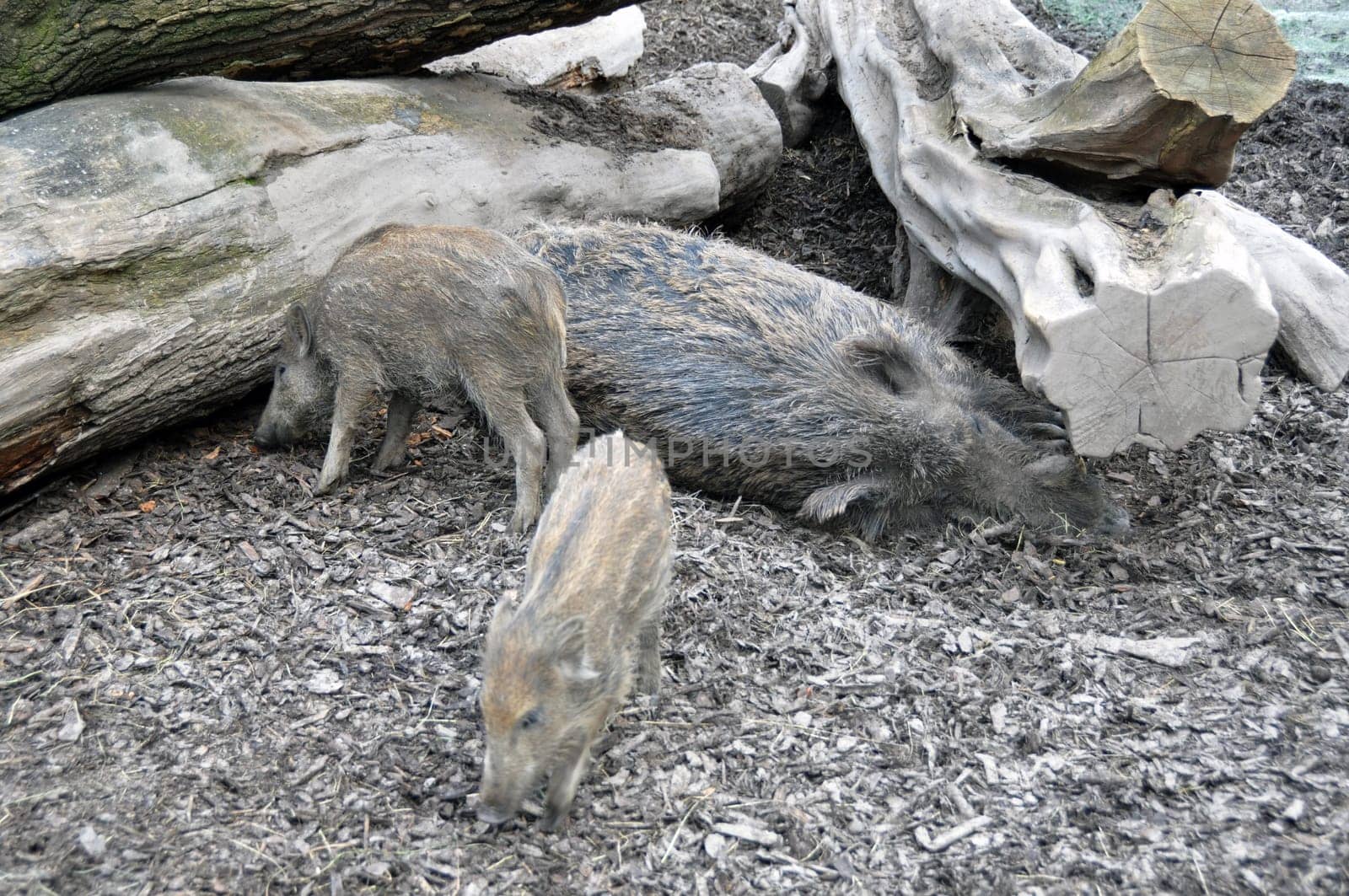 Wild boar pig mother sleeping while her 2 piglets explore a dead tree