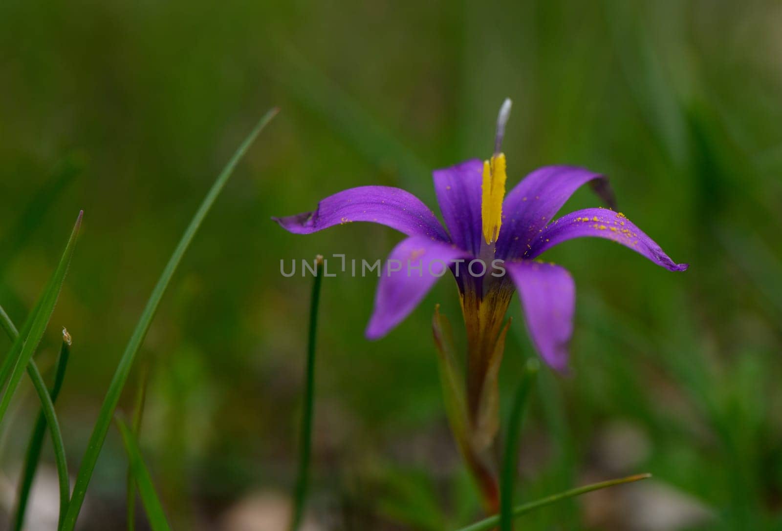 Delicate purple blossom rises amidst lush green grass, embracing the calm beauty of springtime freshness.