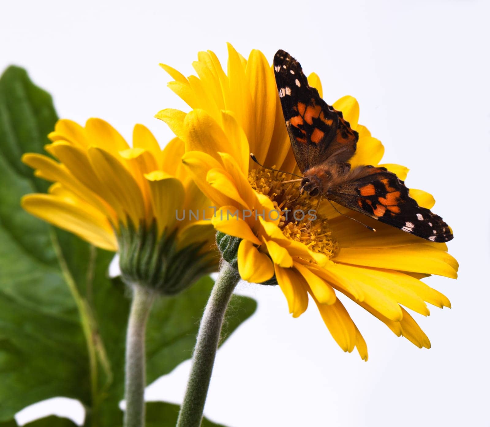 Painted Lady Butterfly on Gerbera Daisy