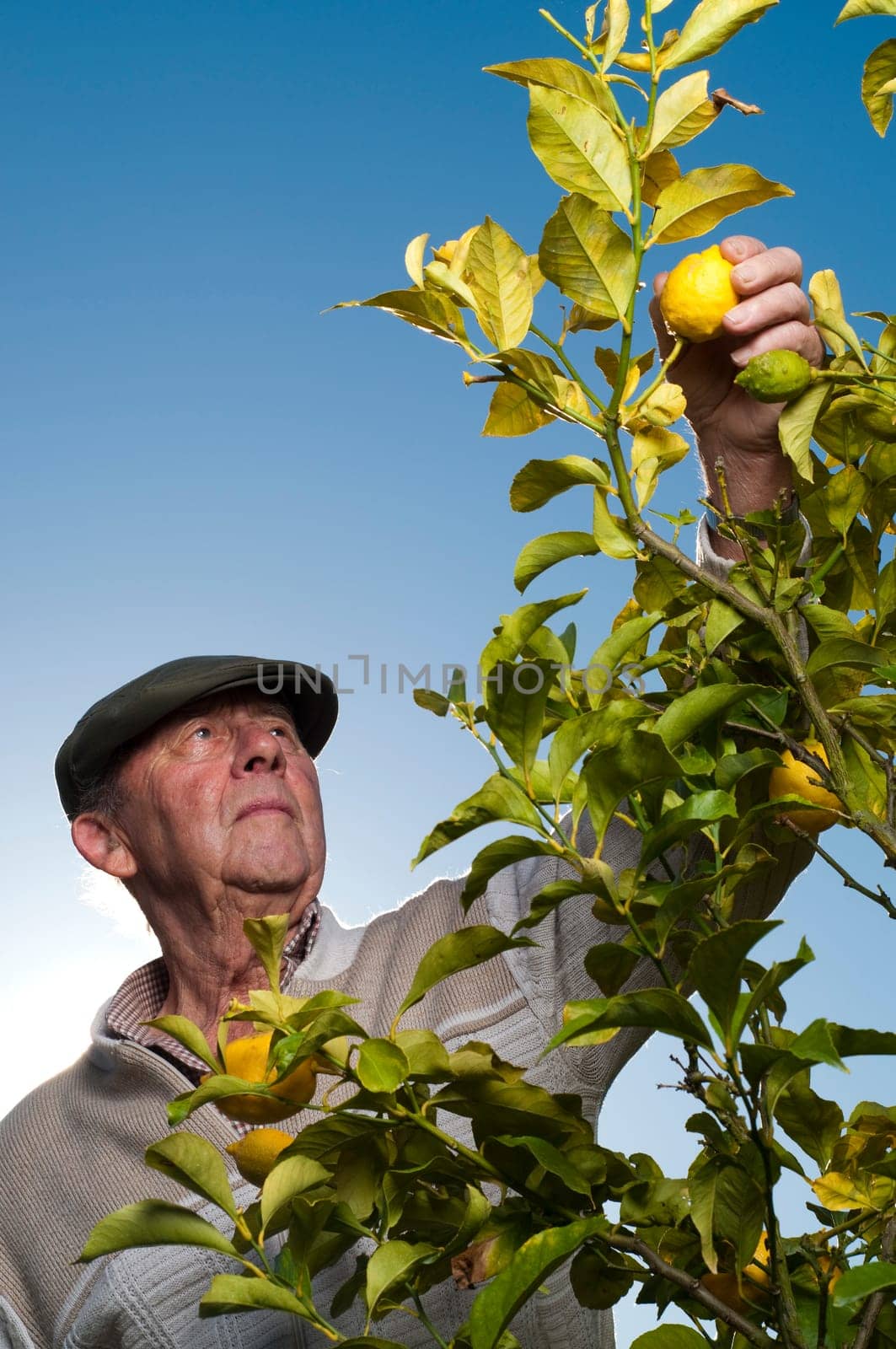 Man reaching for lemon on lemon tree