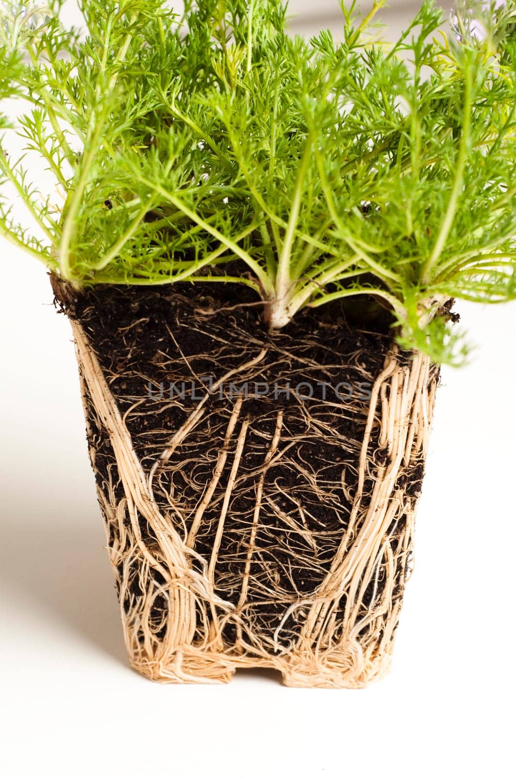 over groen Chamomile roots from potted plant