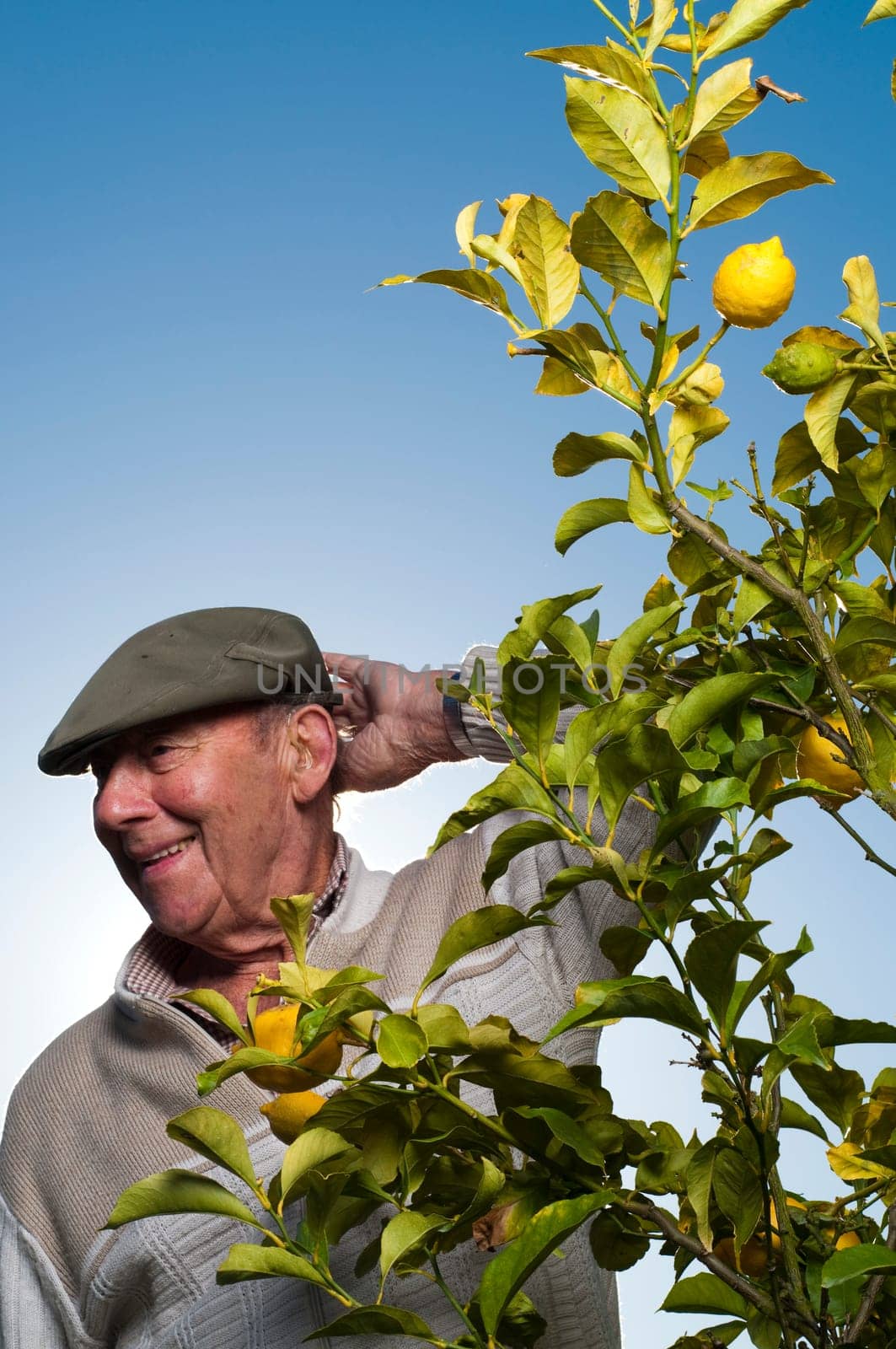 Man reaching for lemon on lemon tree
