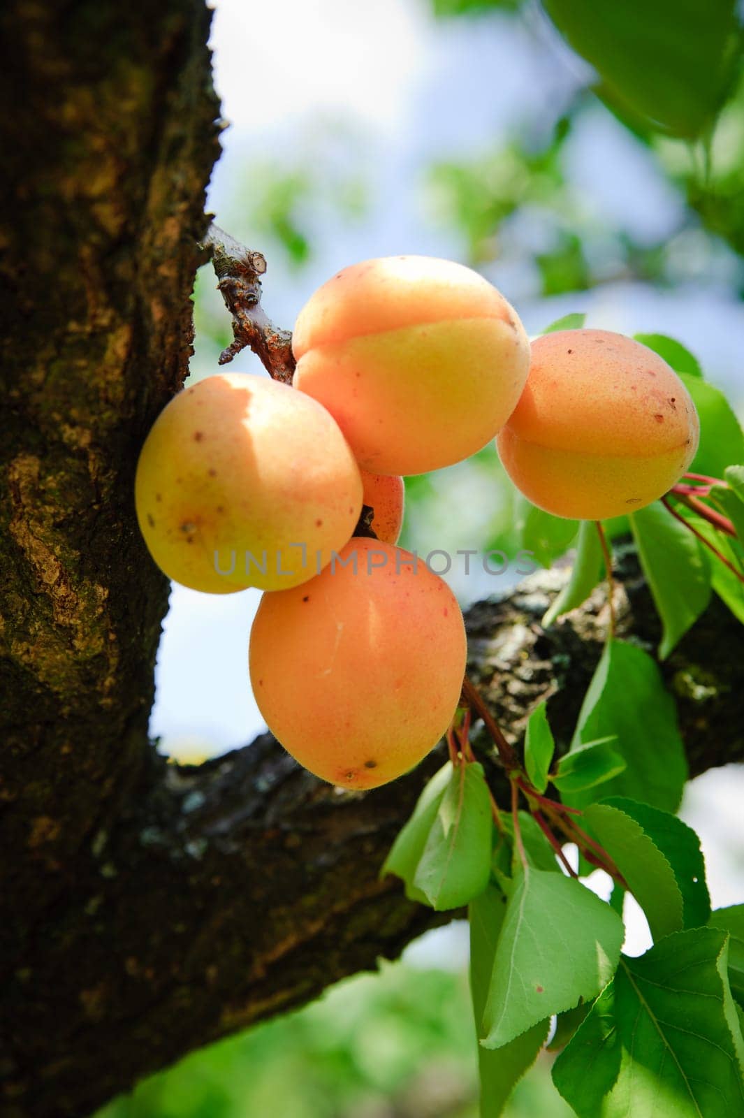 Bunch of ripe Apricots on a Tree