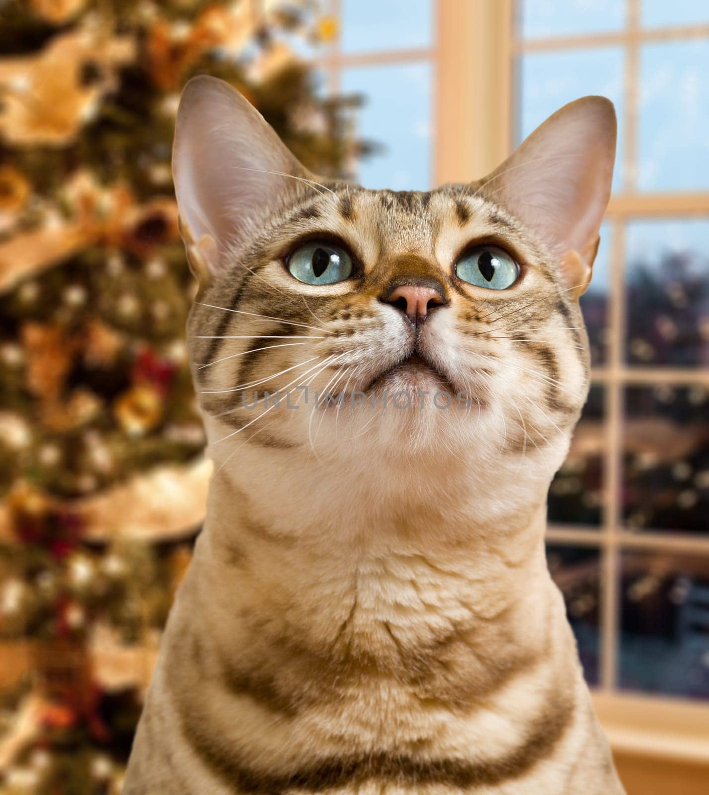 Christmas tree with presents and lights reflecting in windows around the tree in modern home