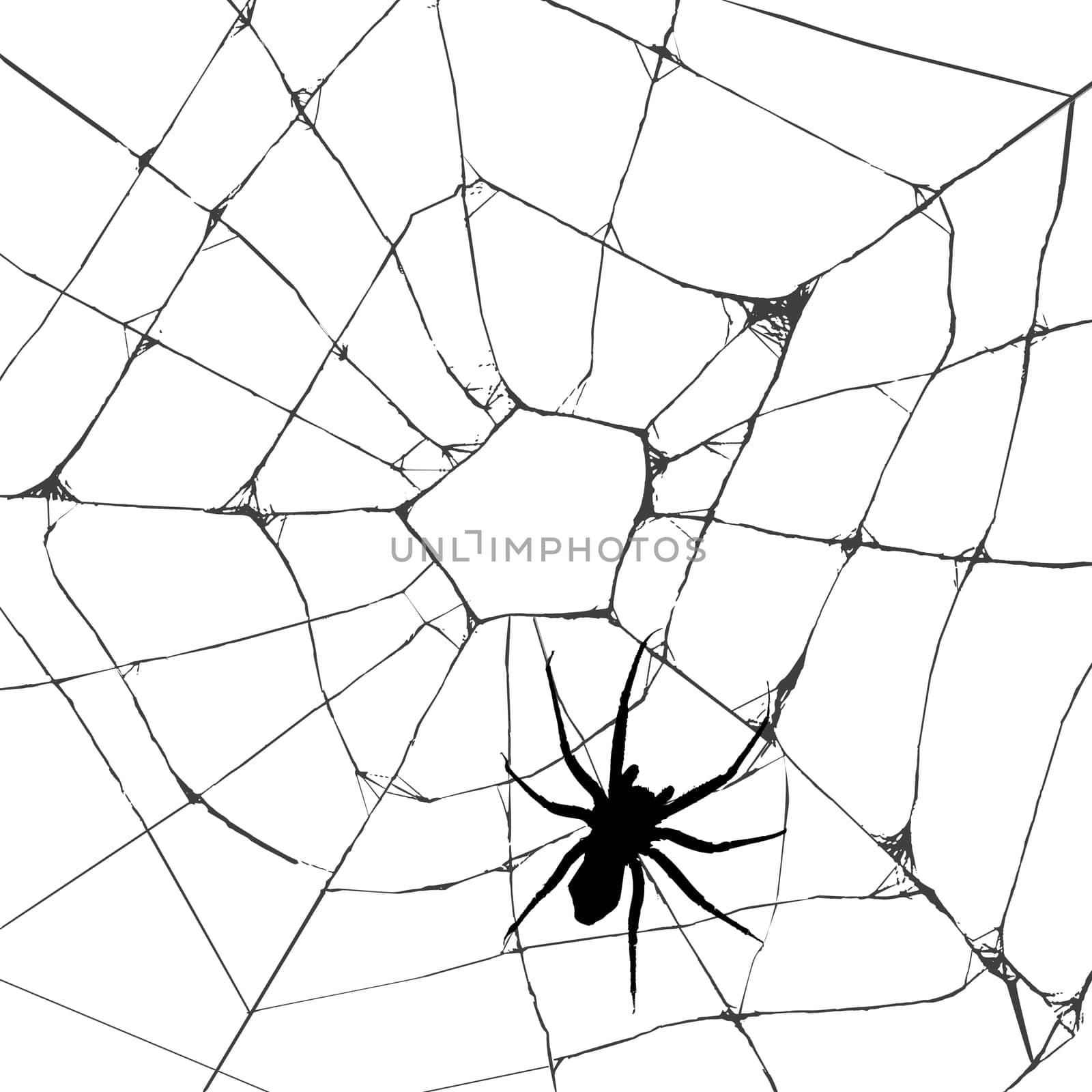 Grunge web spider over white background