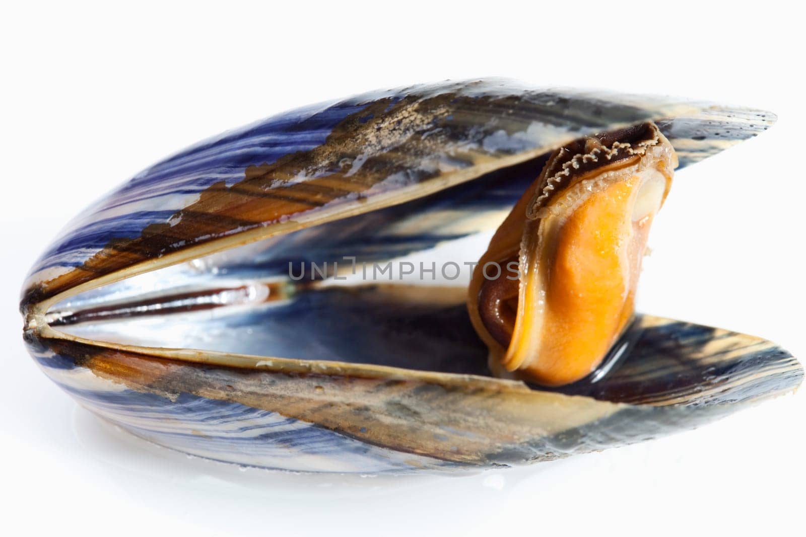 Mussel