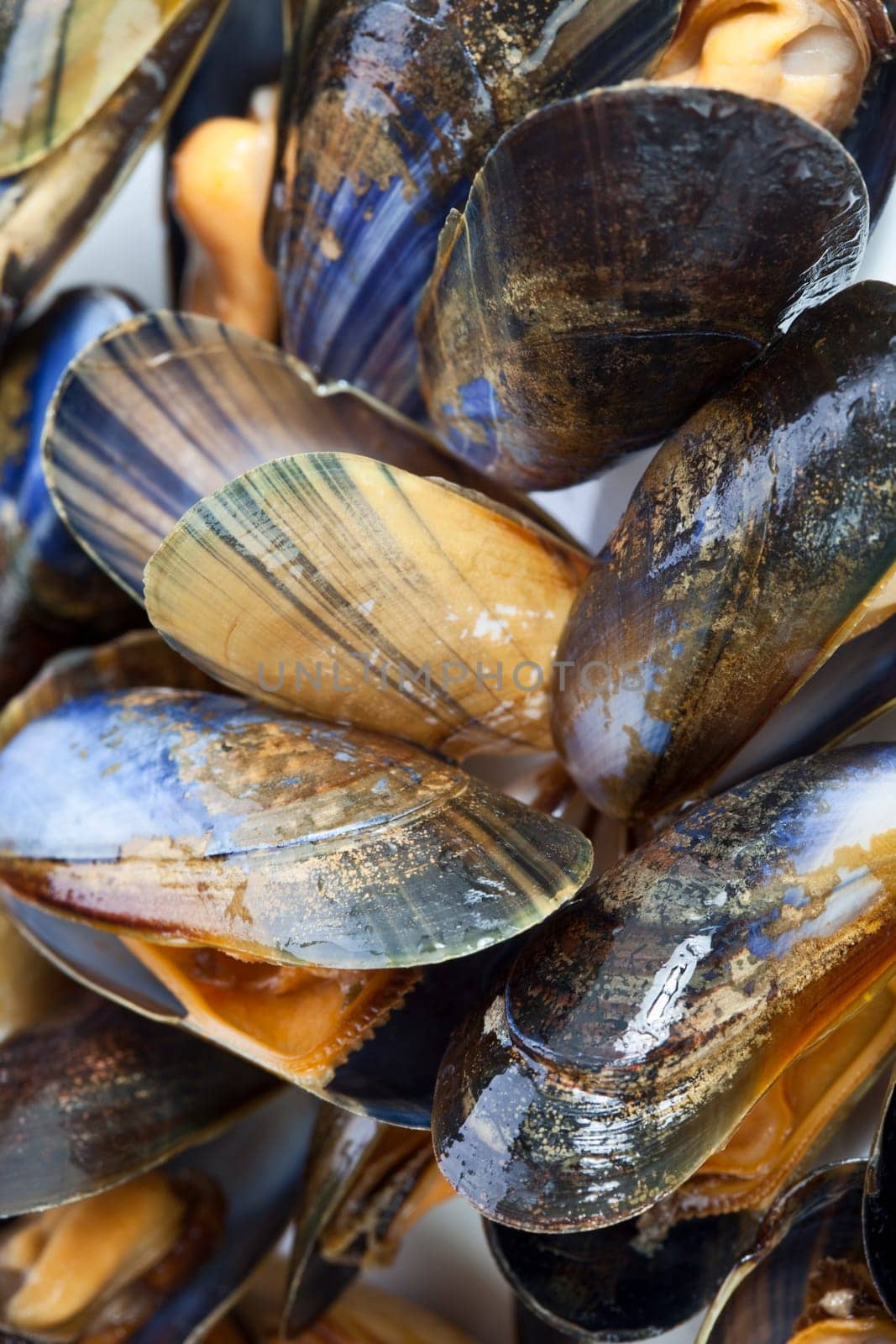 Mussel