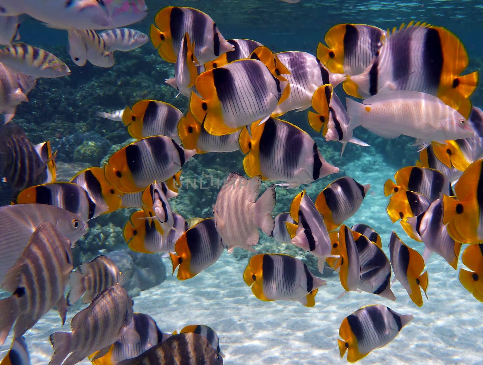 Pacific Double-Saddle Butterflyfish