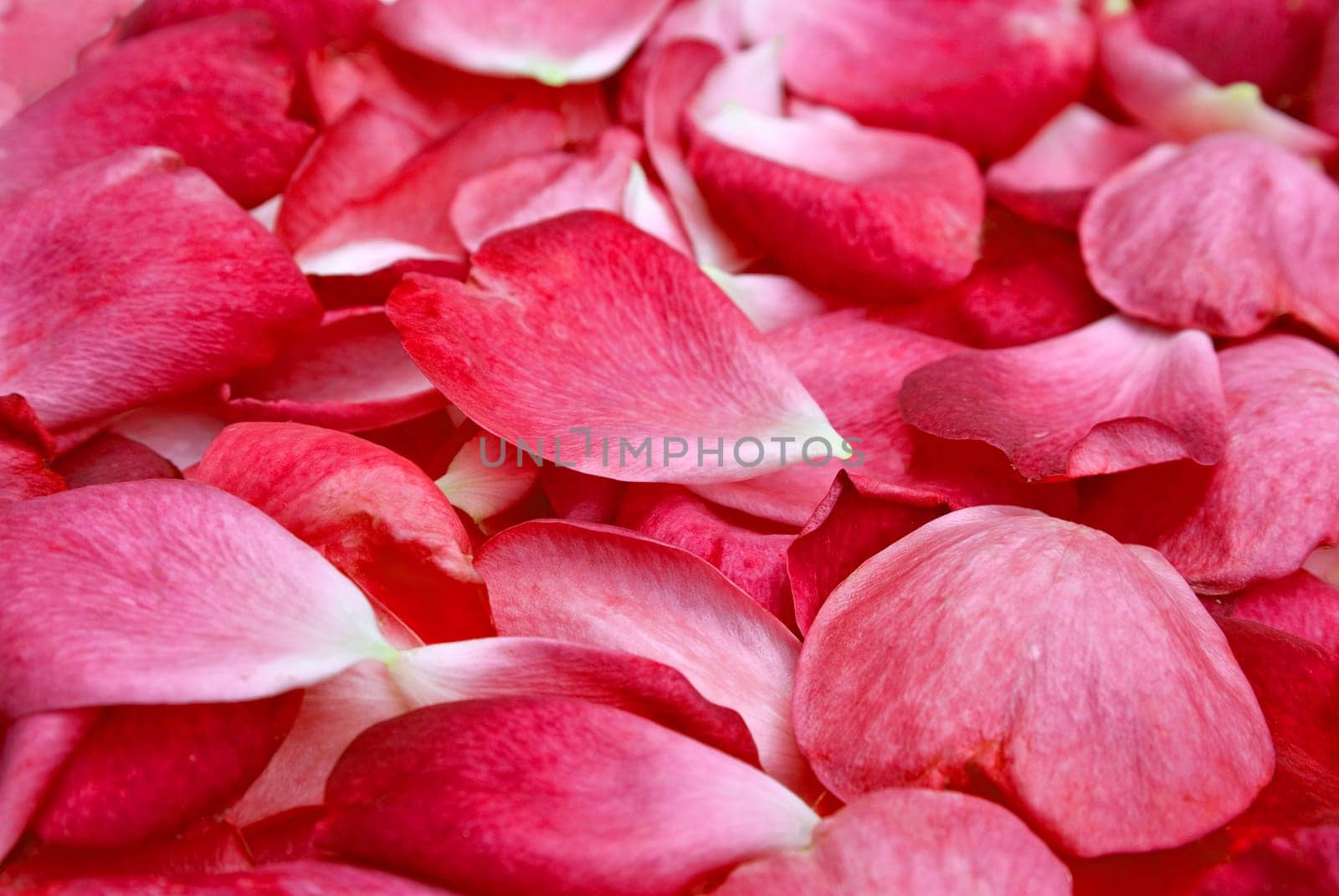 beautiful light red rose petal background image