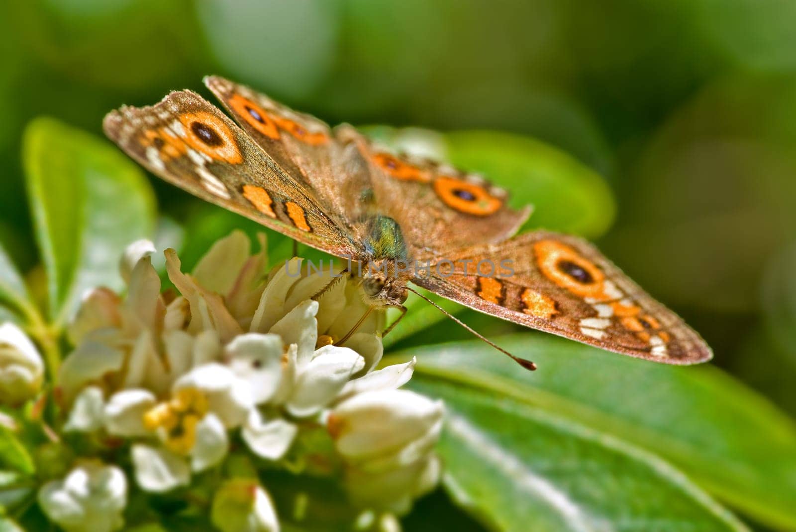 beautiful orange monarch butterfly on white flowers