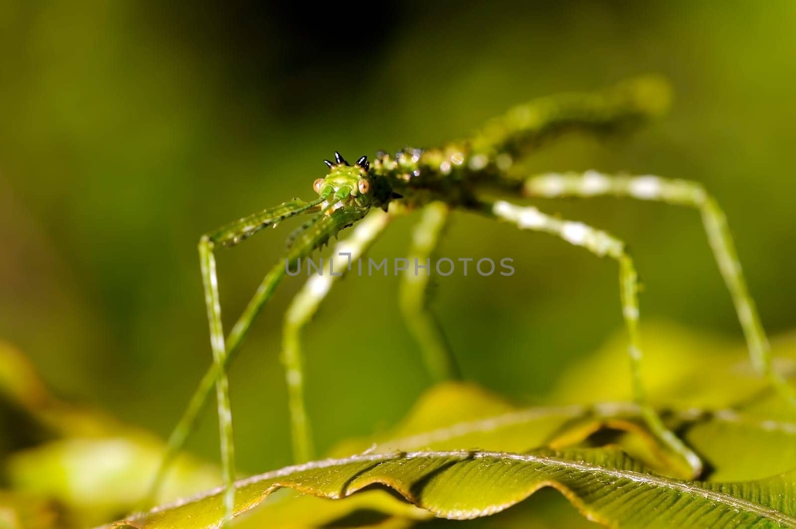 Stick Bug