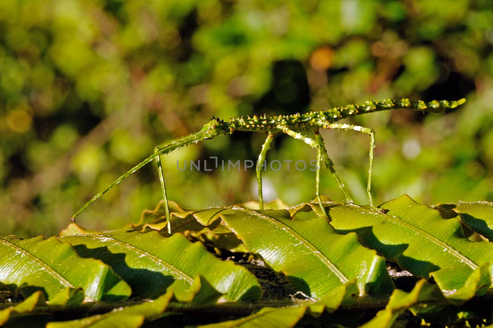 Stick insect