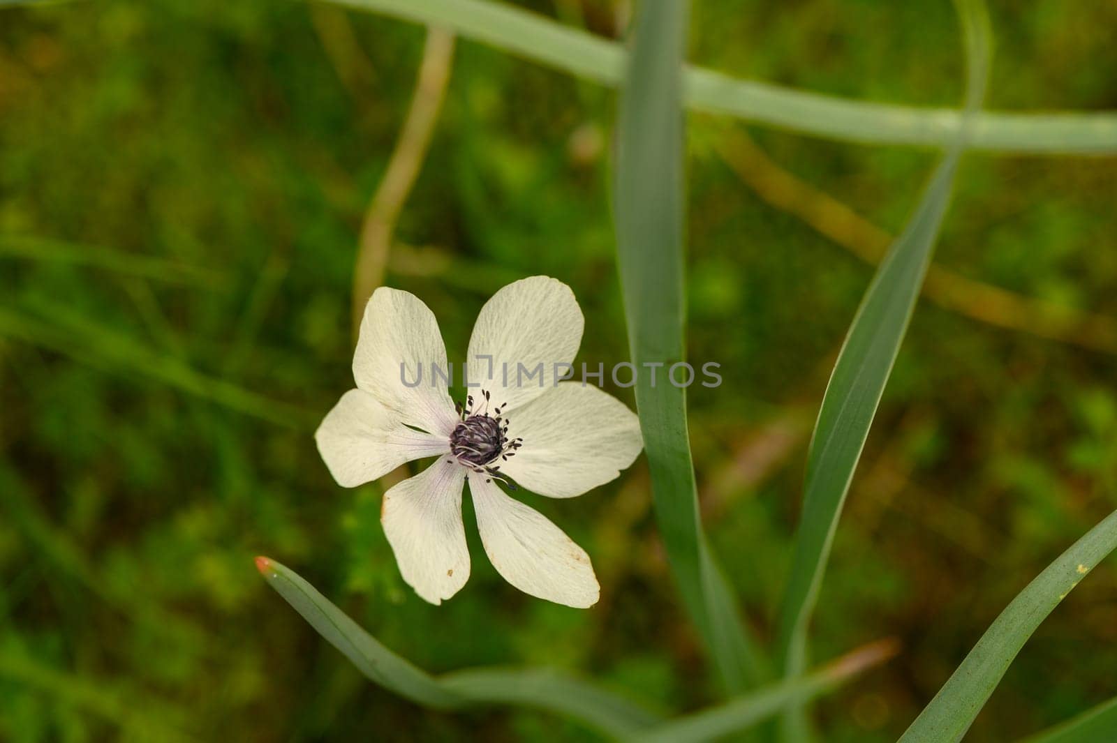 A singular white flower stands out amid vibrant green plants, capturing the essence of nature's beauty.
