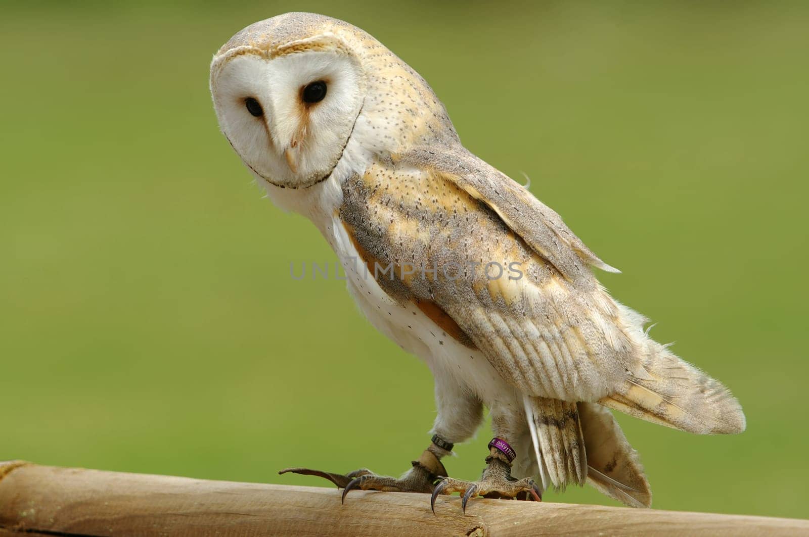 Barn owl