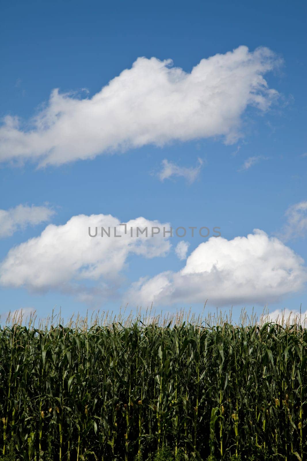 Cornfield,Germany,Bavaria