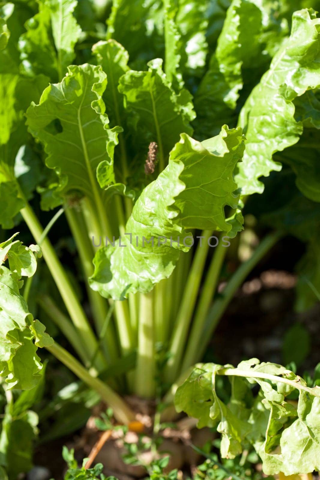 Sugar beet