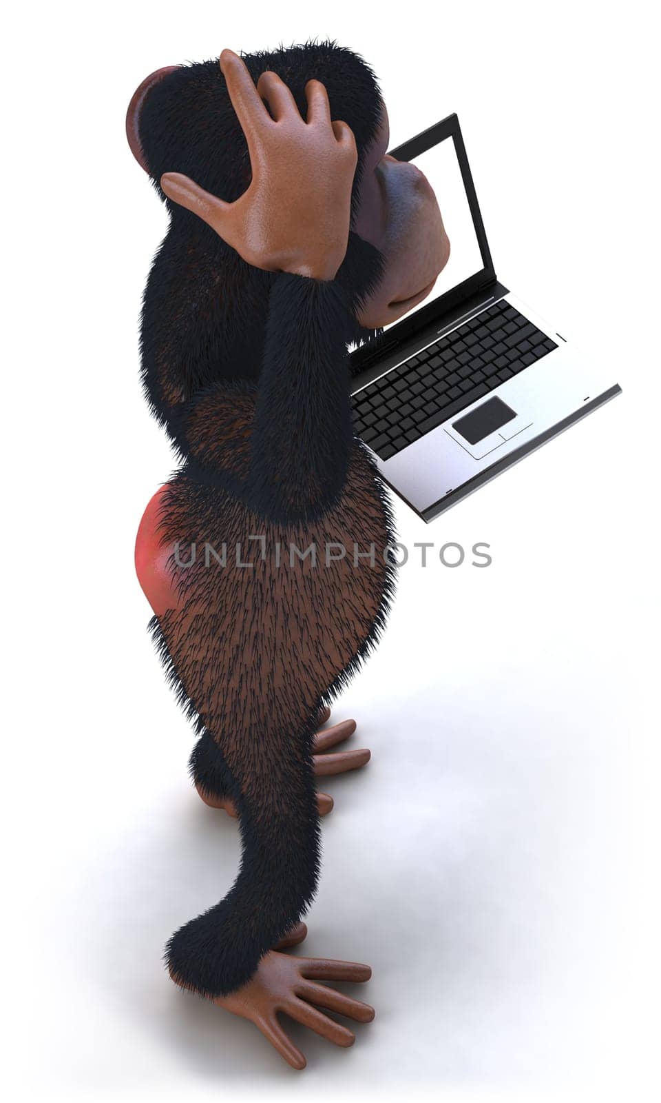 Monkey