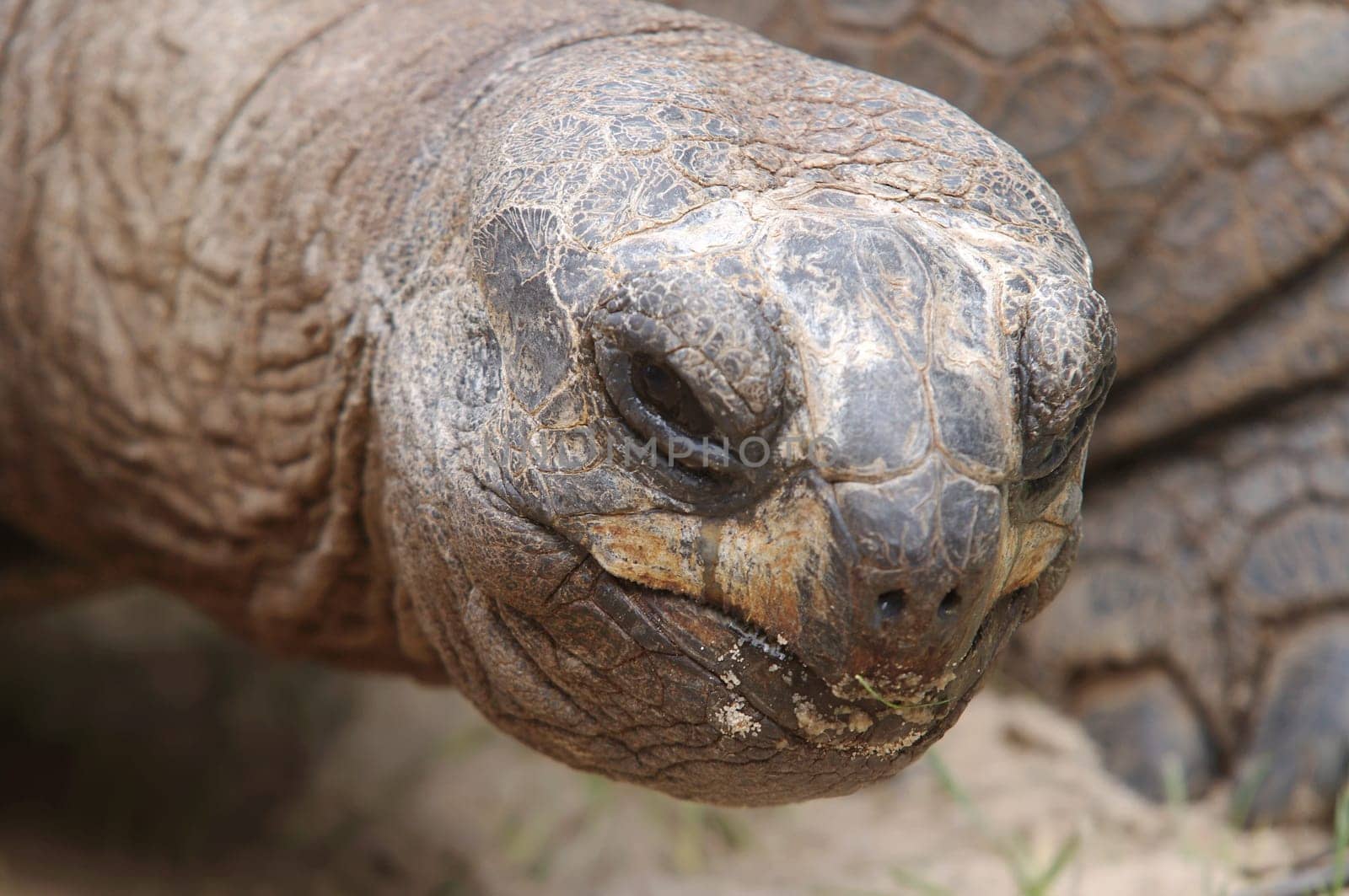 Aldabra Giant Tortoise