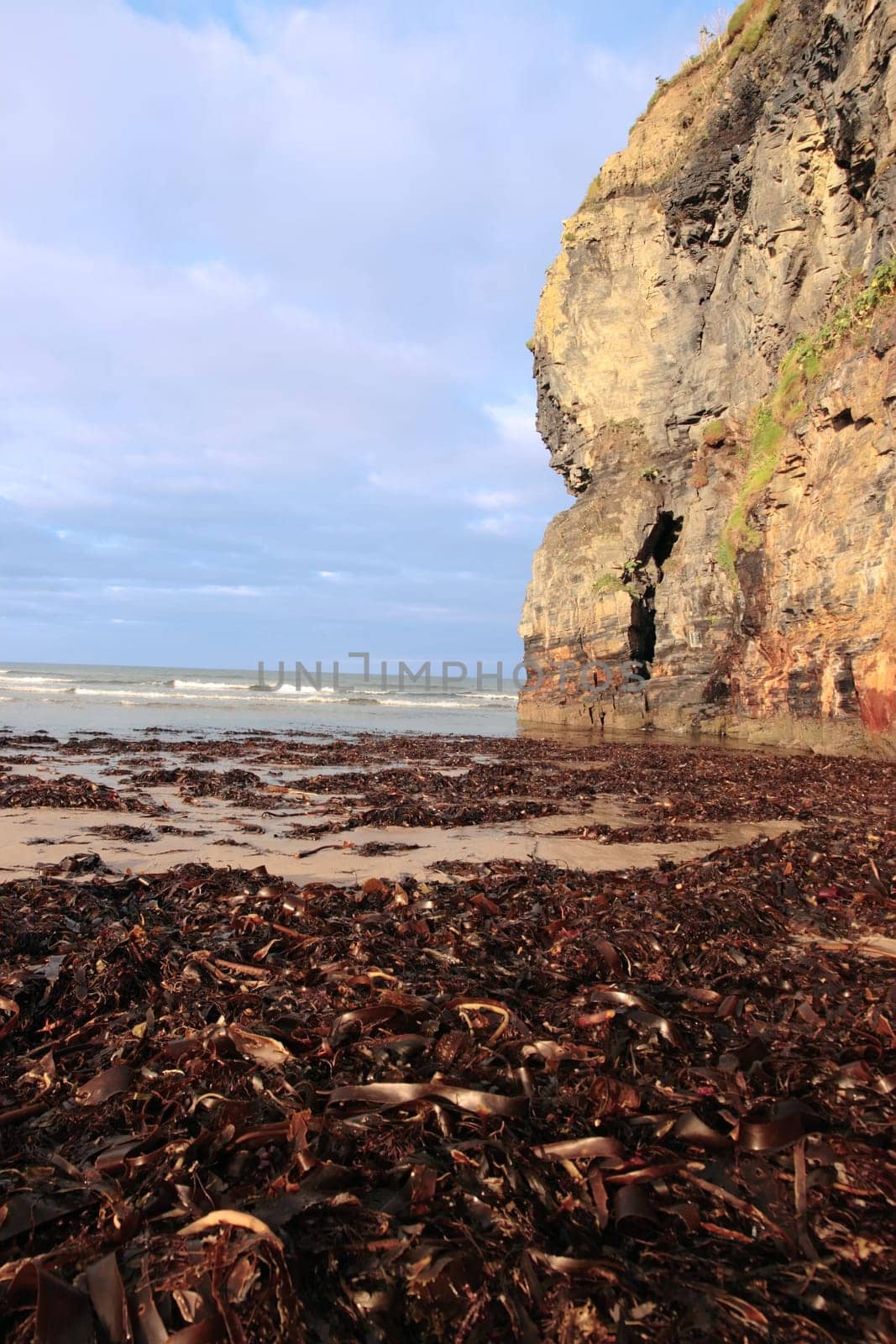 a view of the beach cliffs in ballybunion co kerry ireland with abundance of seaweed after a storm