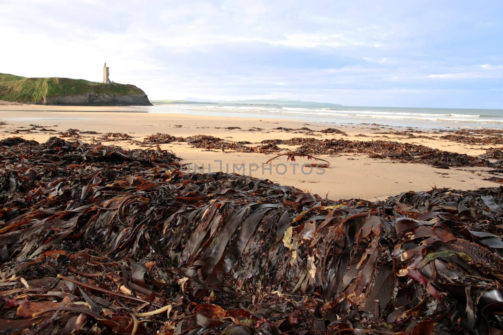 a view of the beach in ballybunion co kerry ireland with abundance of seaweed after a storm