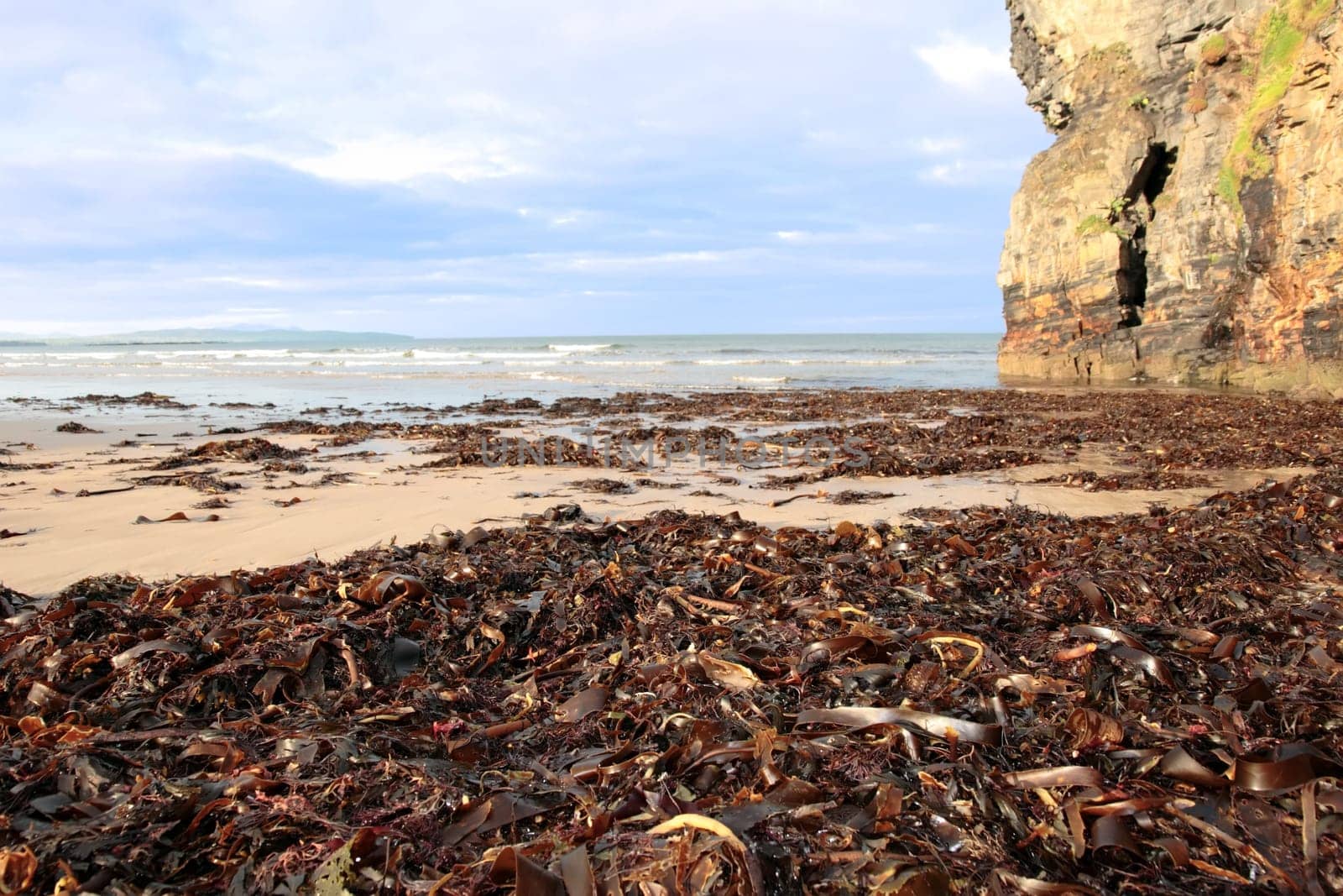 a view of the beach cliffs in ballybunion co kerry ireland with abundance of seaweed after a storm