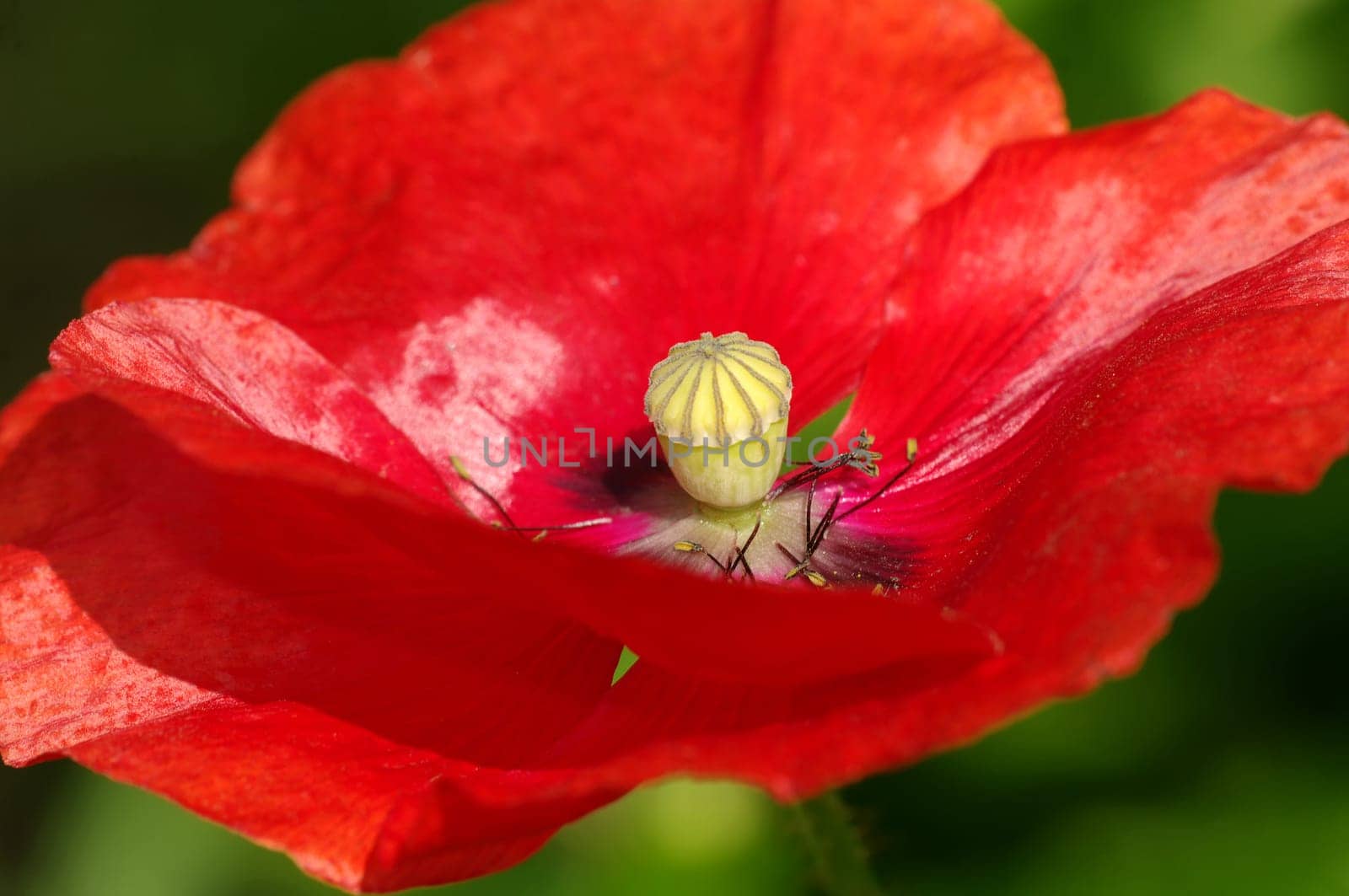 Poppy Blossom