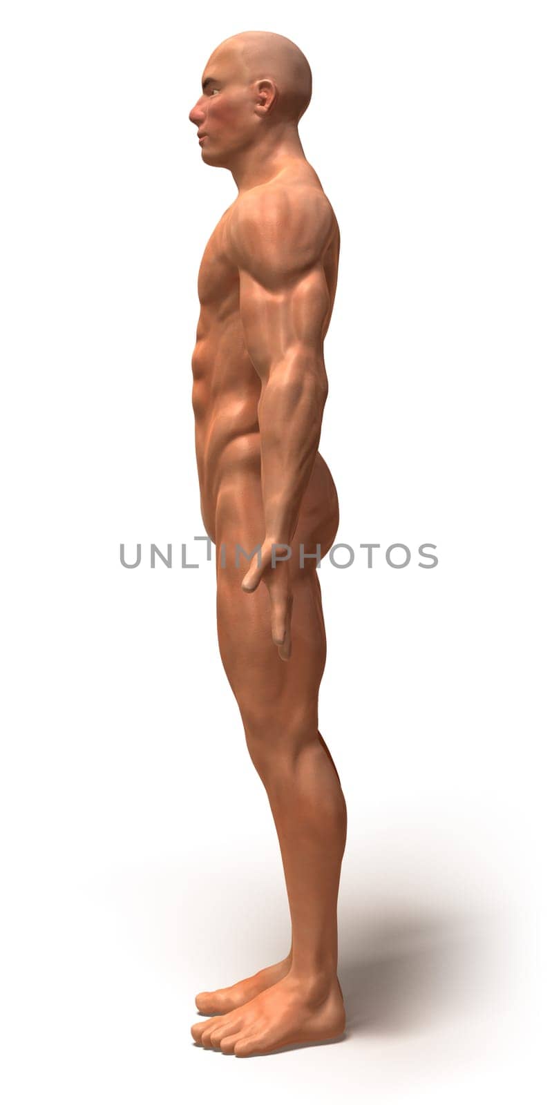 Anatomy