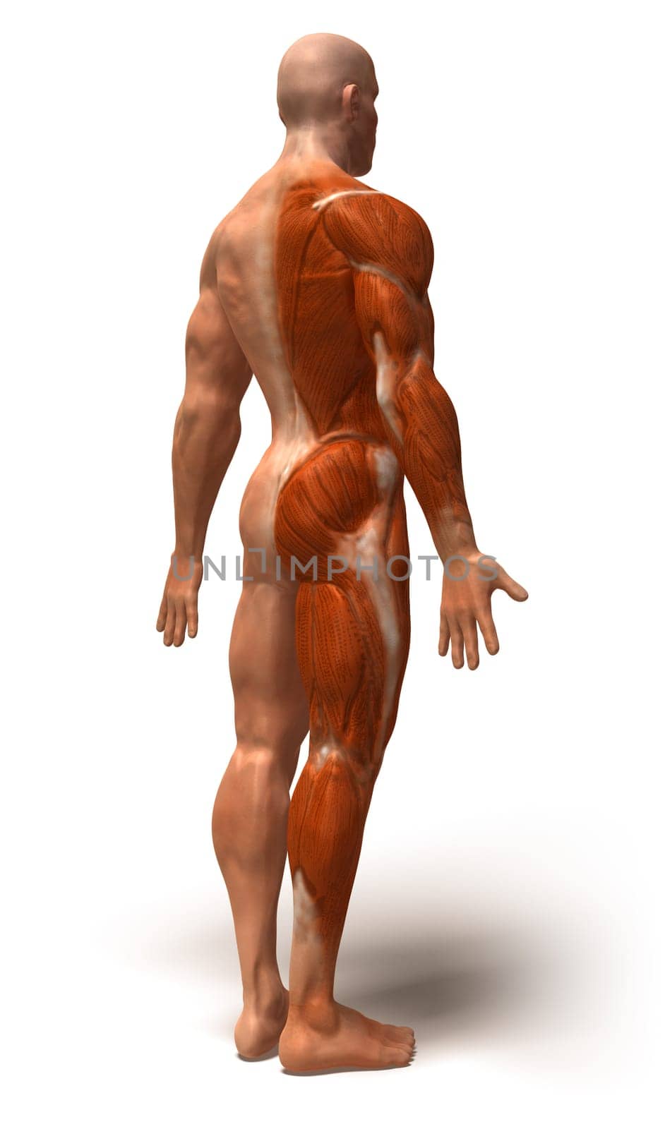 Anatomy