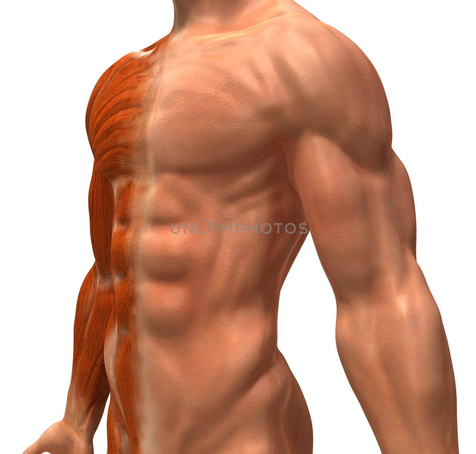 Anatomy