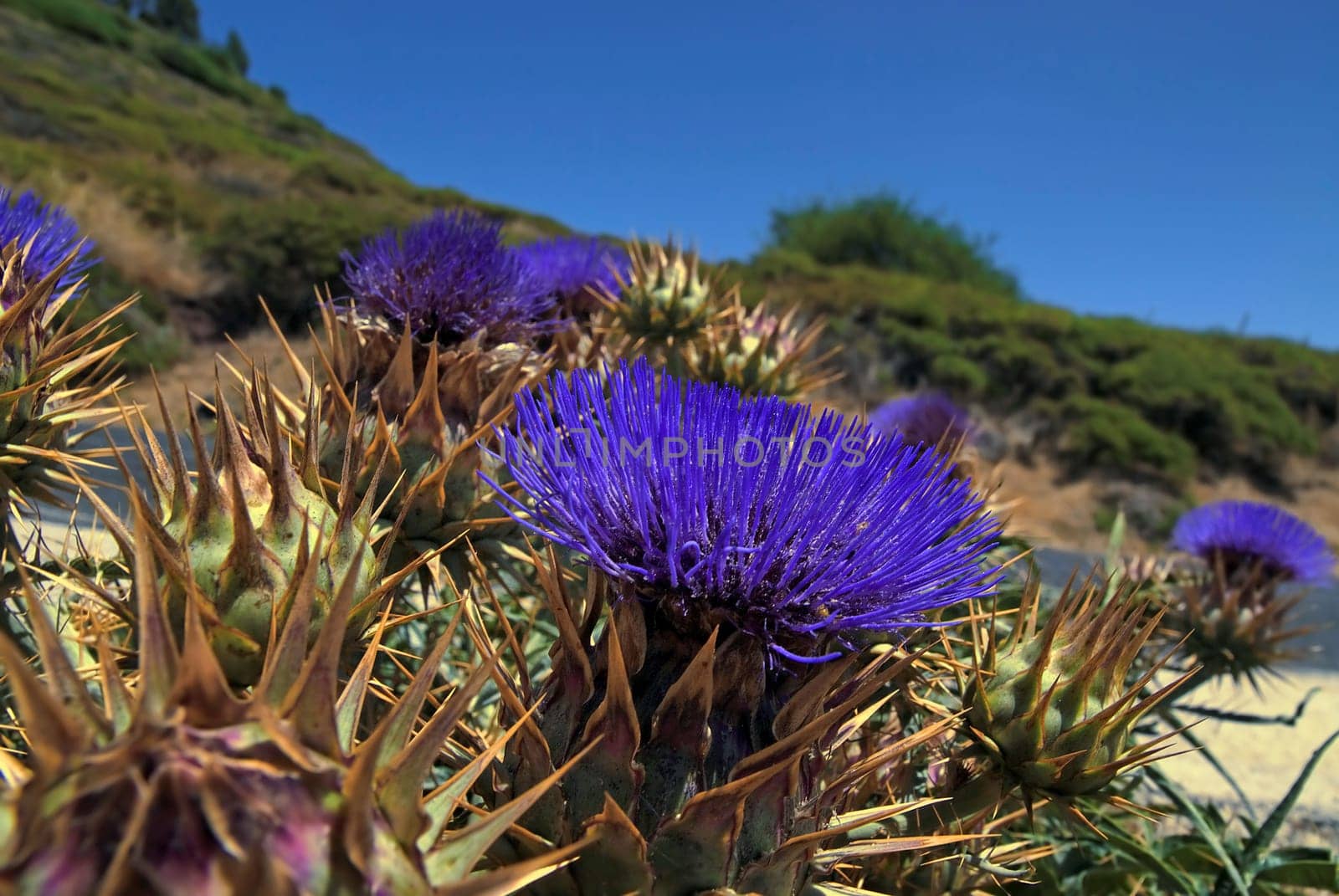 Cynara cardunculus