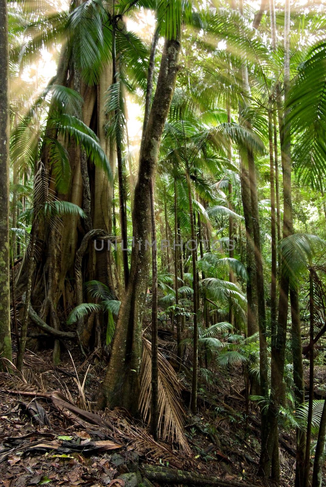 beautiful rays of sunlight come through the rainforest