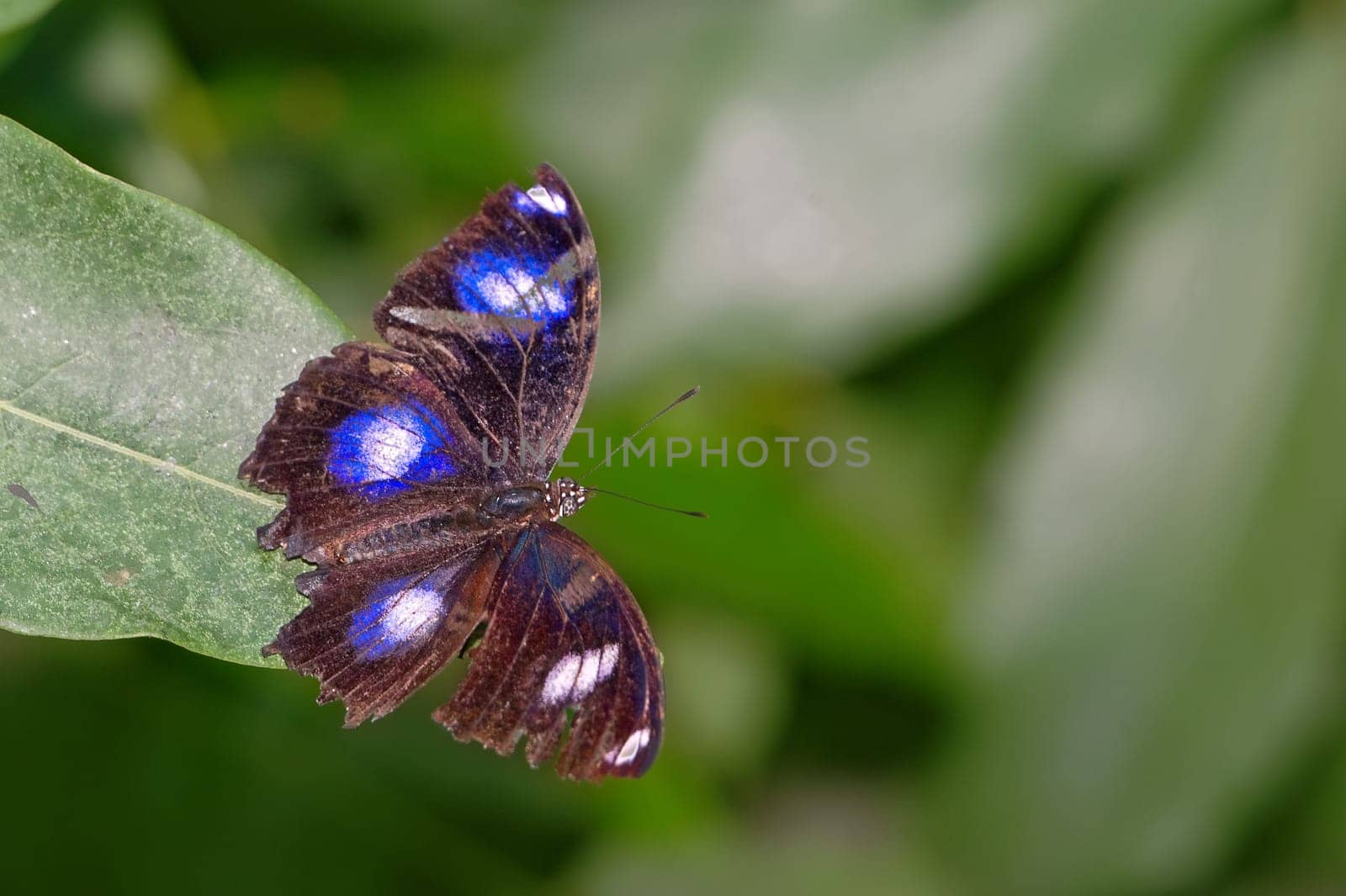 a great image of pretty butterfly on a green leaf