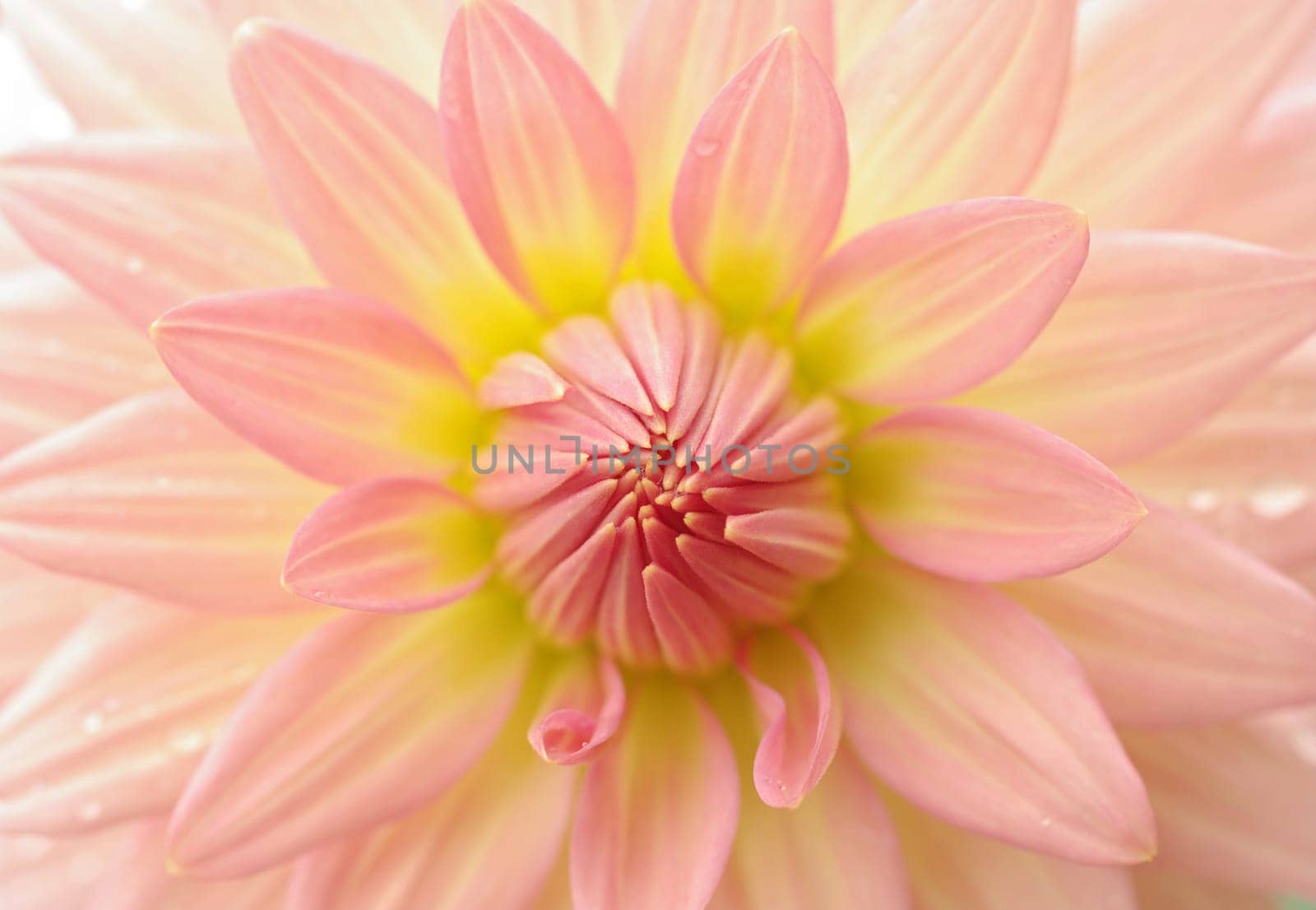 very narrow dof makes this a perfect beautiful dahlia flower