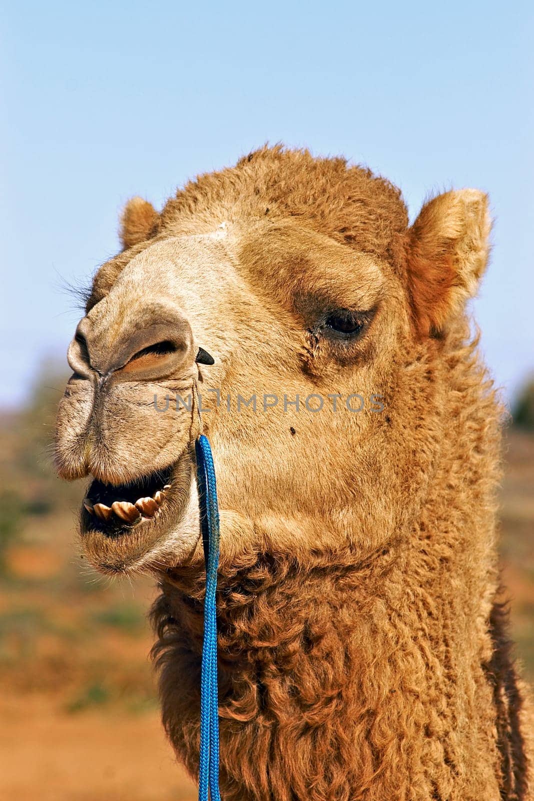 portrait of a camel close up