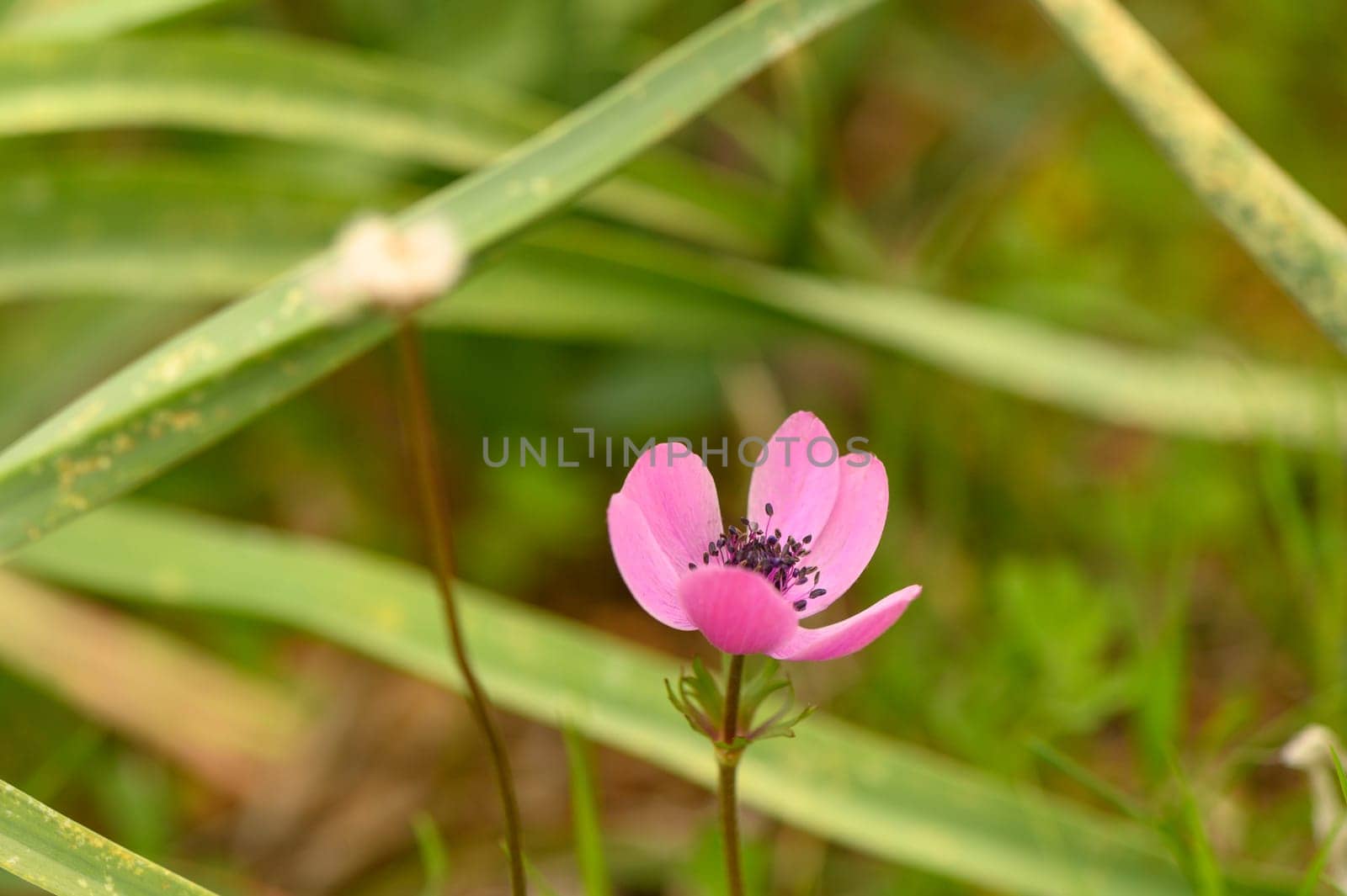 A vibrant pink flower stands out gracefully among lush green leaves, showcasing nature's beauty and tranquility.
