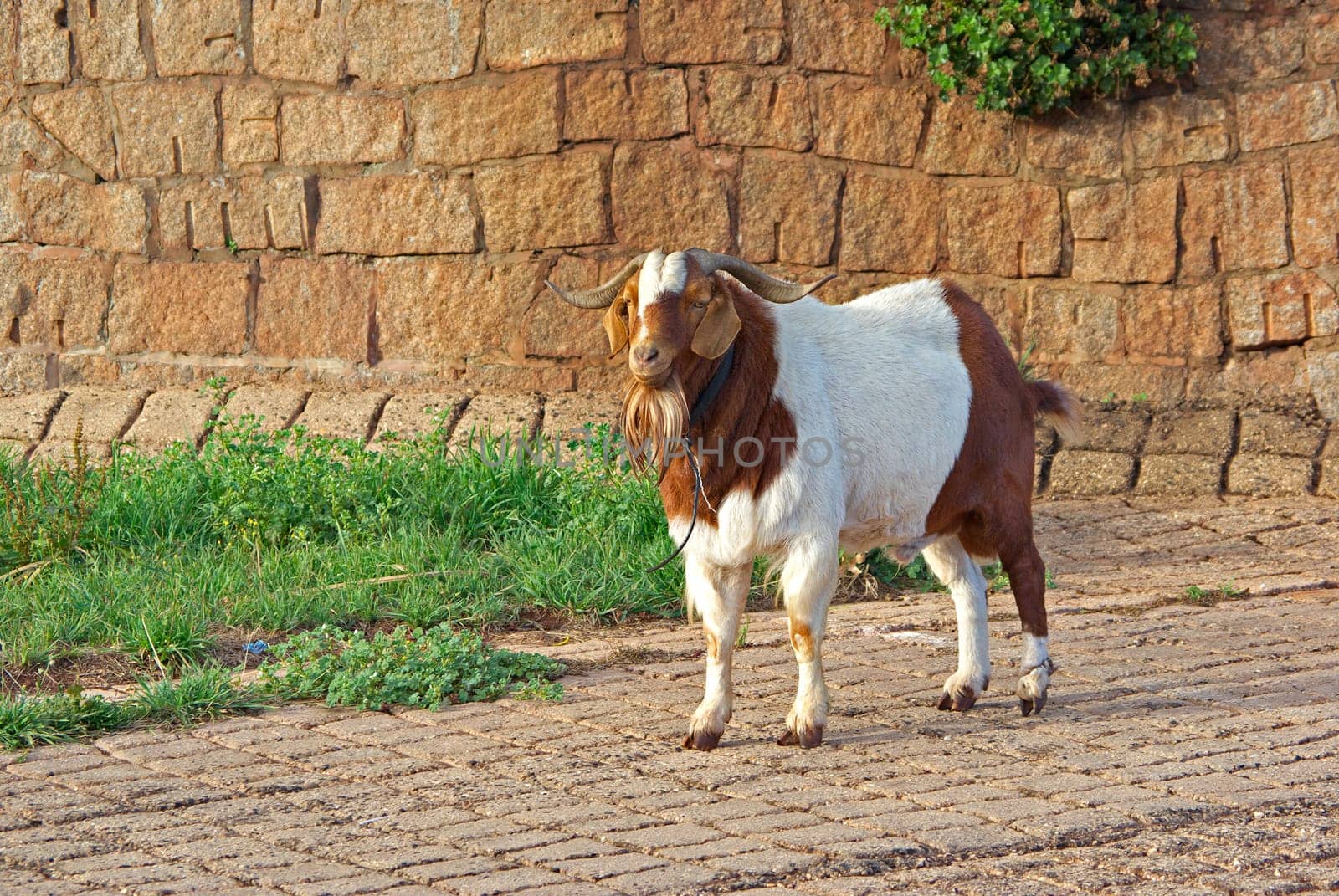 a big hairy and unfriendly goat stands on the path