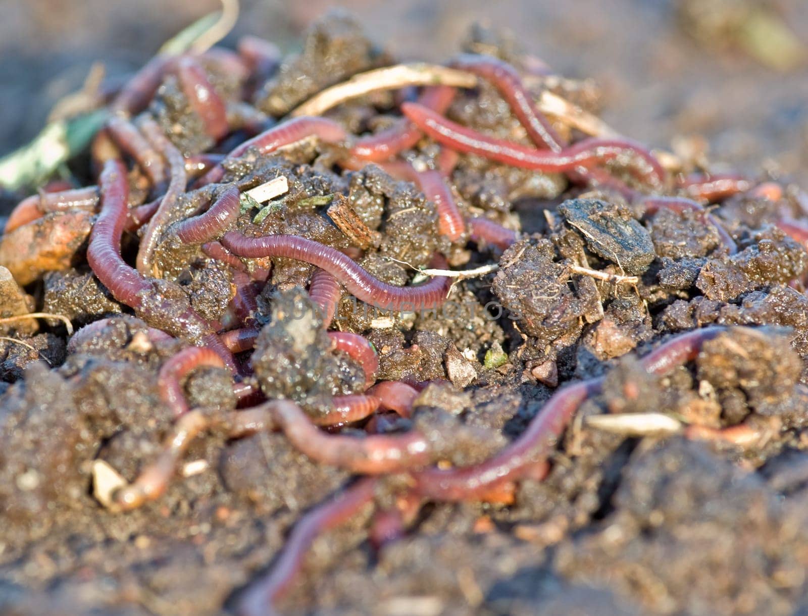 large pile of garden or compost worms