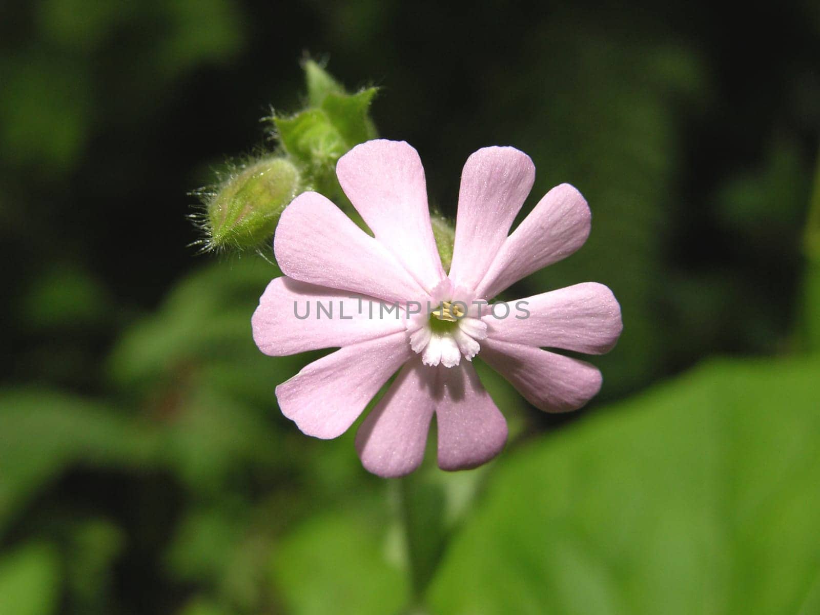 Red campion