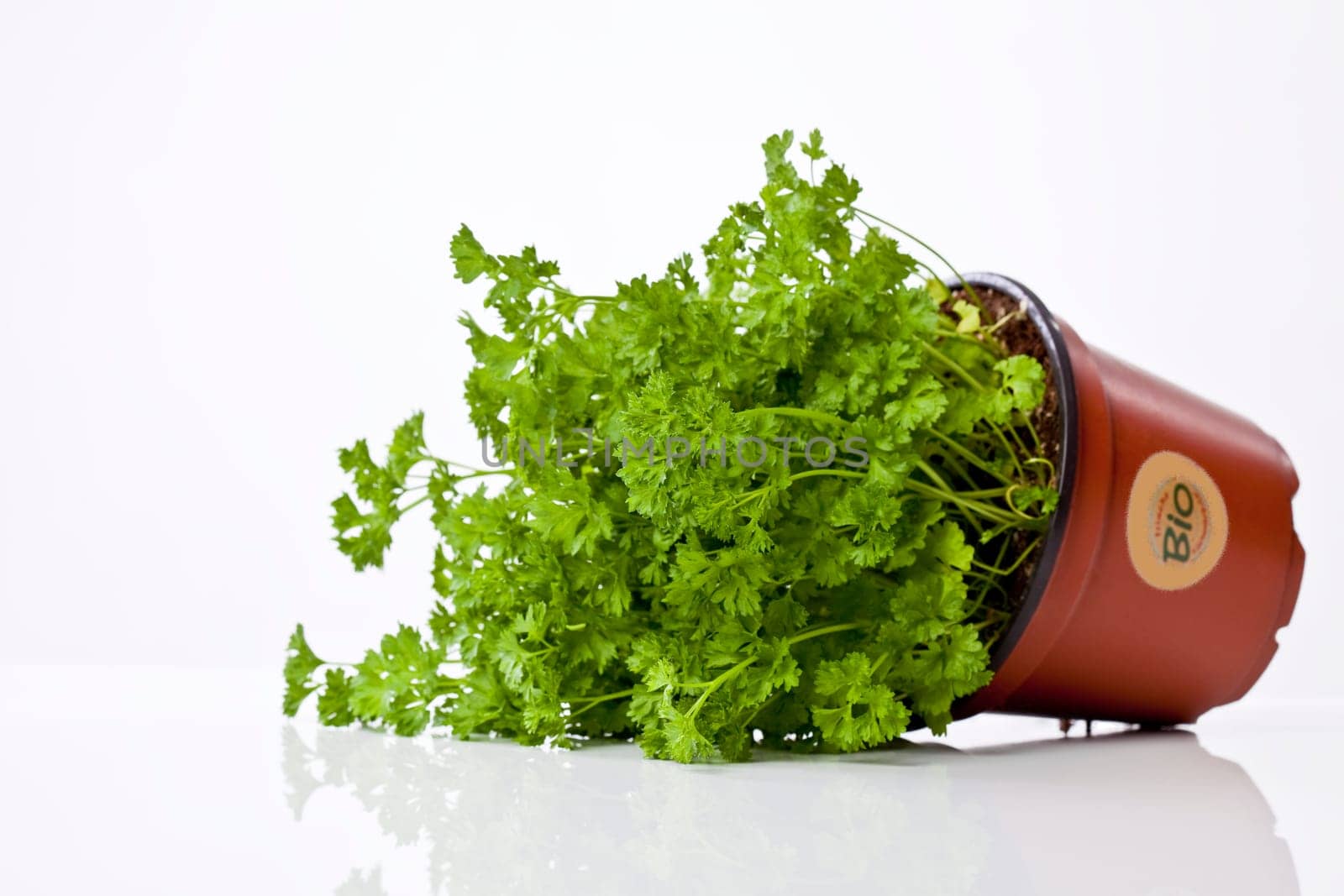 Parsley