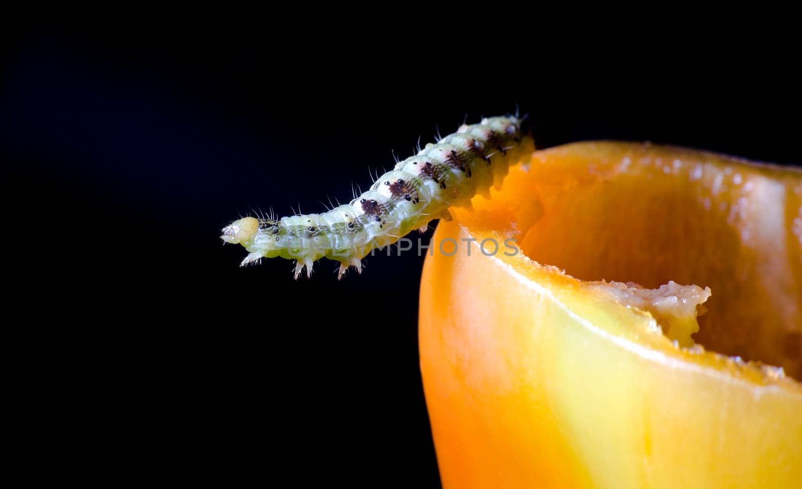 small caterpillar on yellow sweet pepper macro
