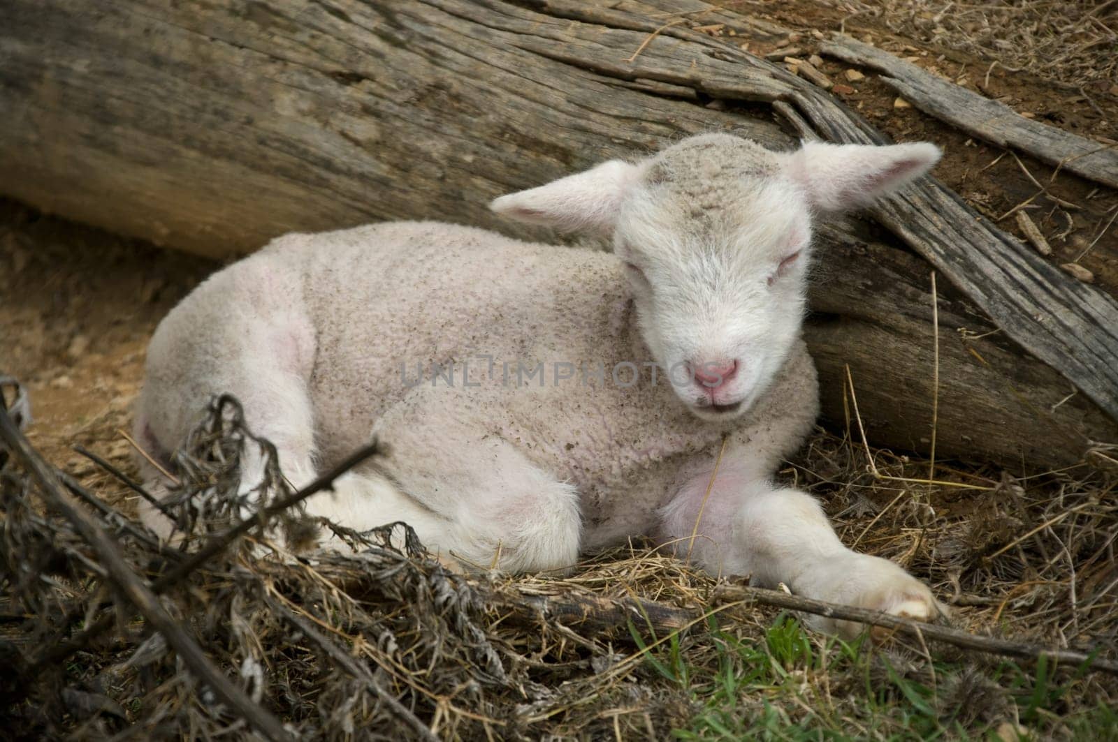 this beautiful few day old lamb is sleeping