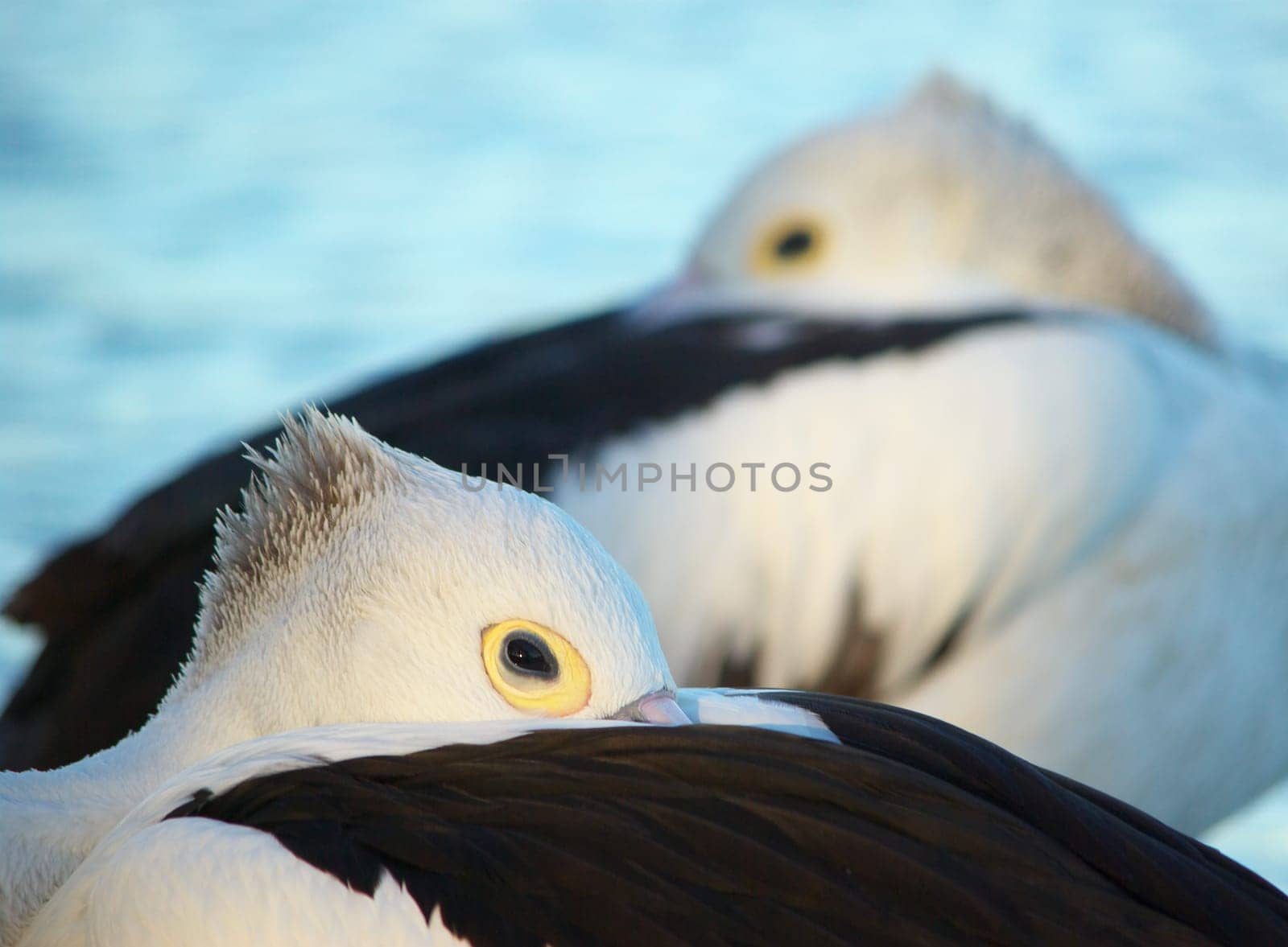 two pelicans with their bills tucked away for the night