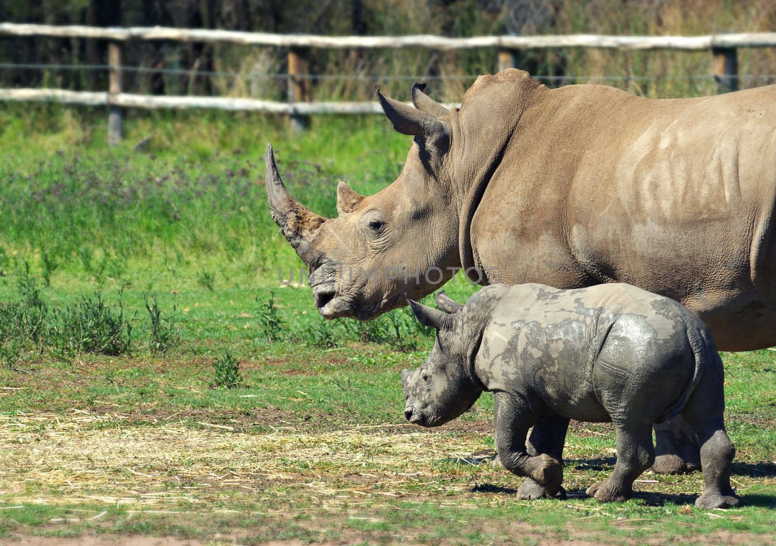 a mother and baby rhino walk together