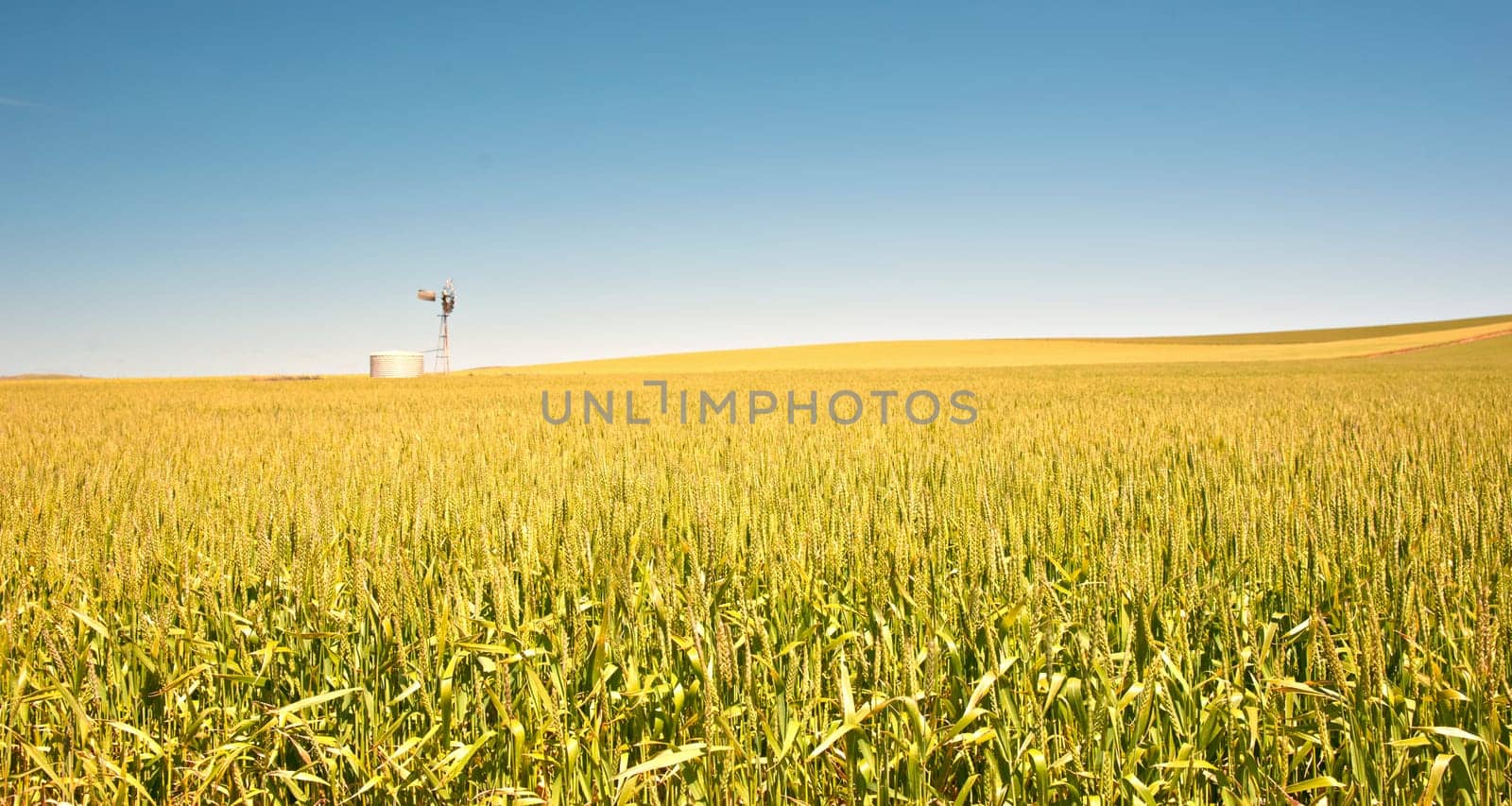 great panoramic image of a field of wheat in the country