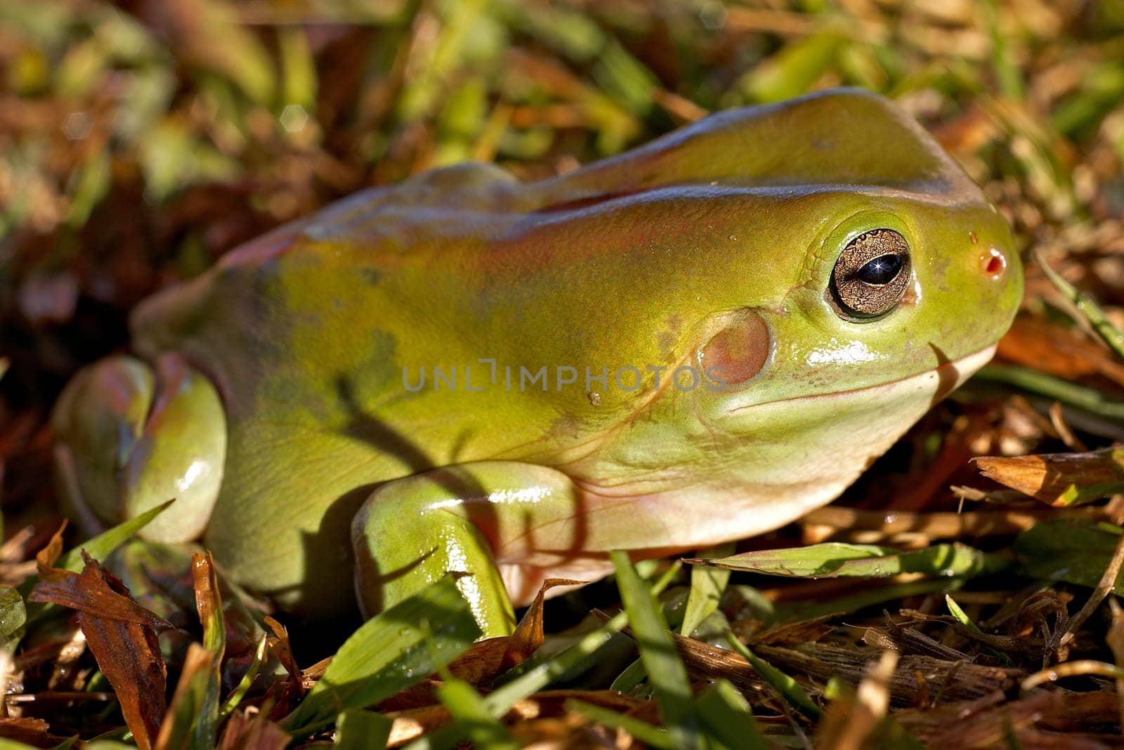 a big green tree frog (litoria caerula) sitting on the grass