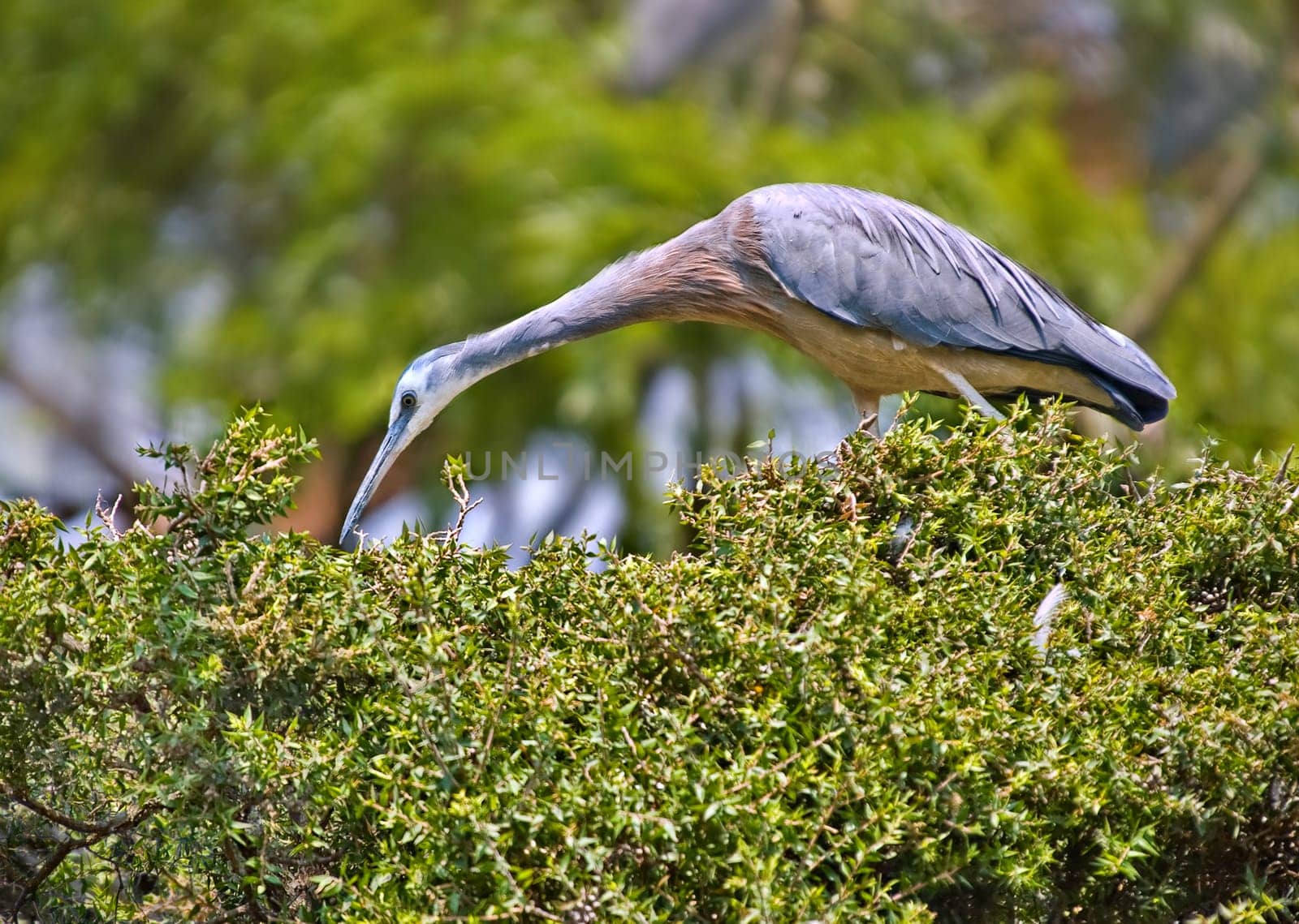 a white faced heron picks for food on top of a hedge